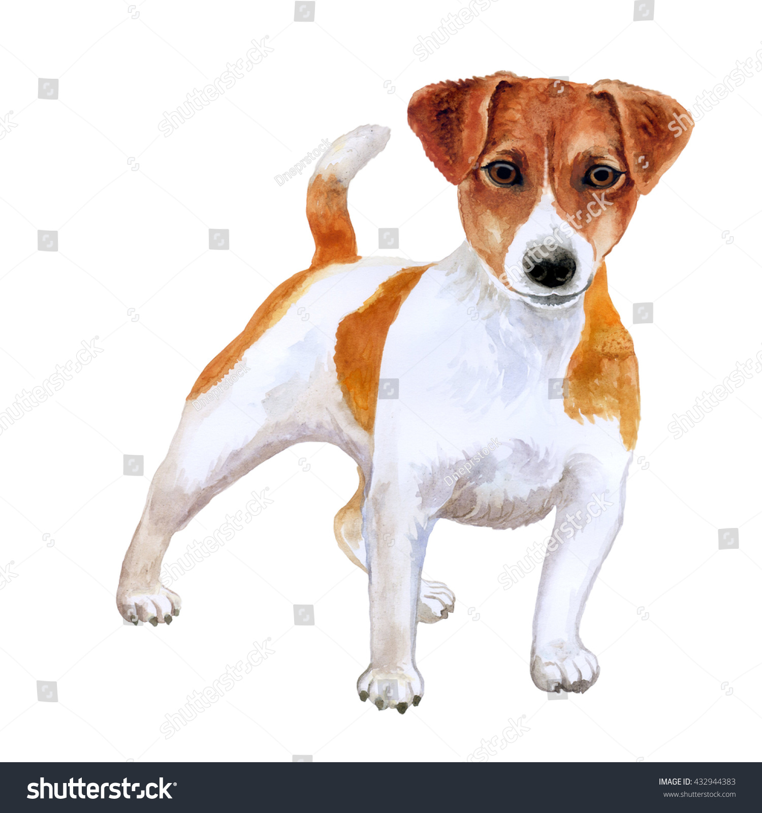 Watercolor Closeup Portrait Cute Jack Russel Stock Illustration