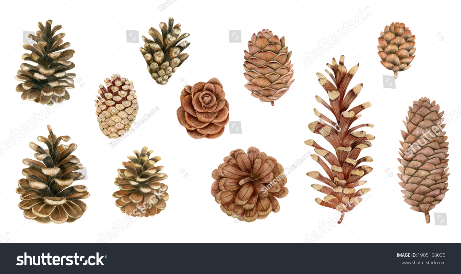 14,511 Watercolor pine cones Images, Stock Photos & Vectors | Shutterstock