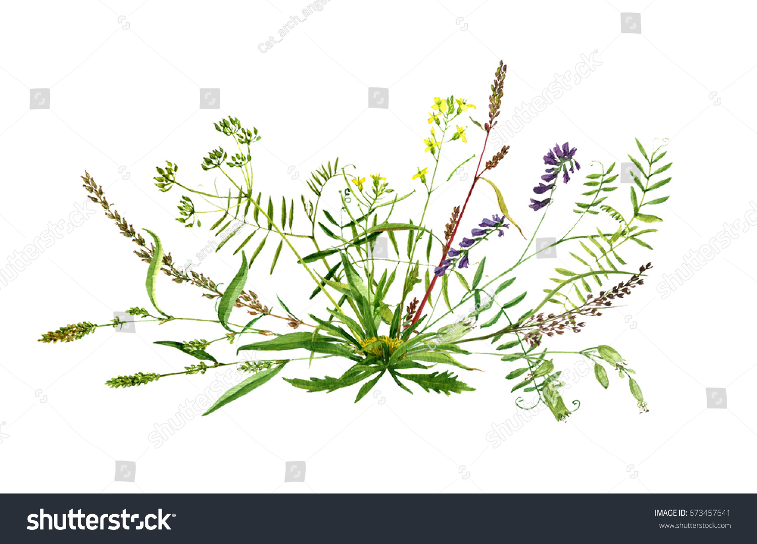 Watercolor Drawing Bouquet Wild Flowers Painted Stock Illustration