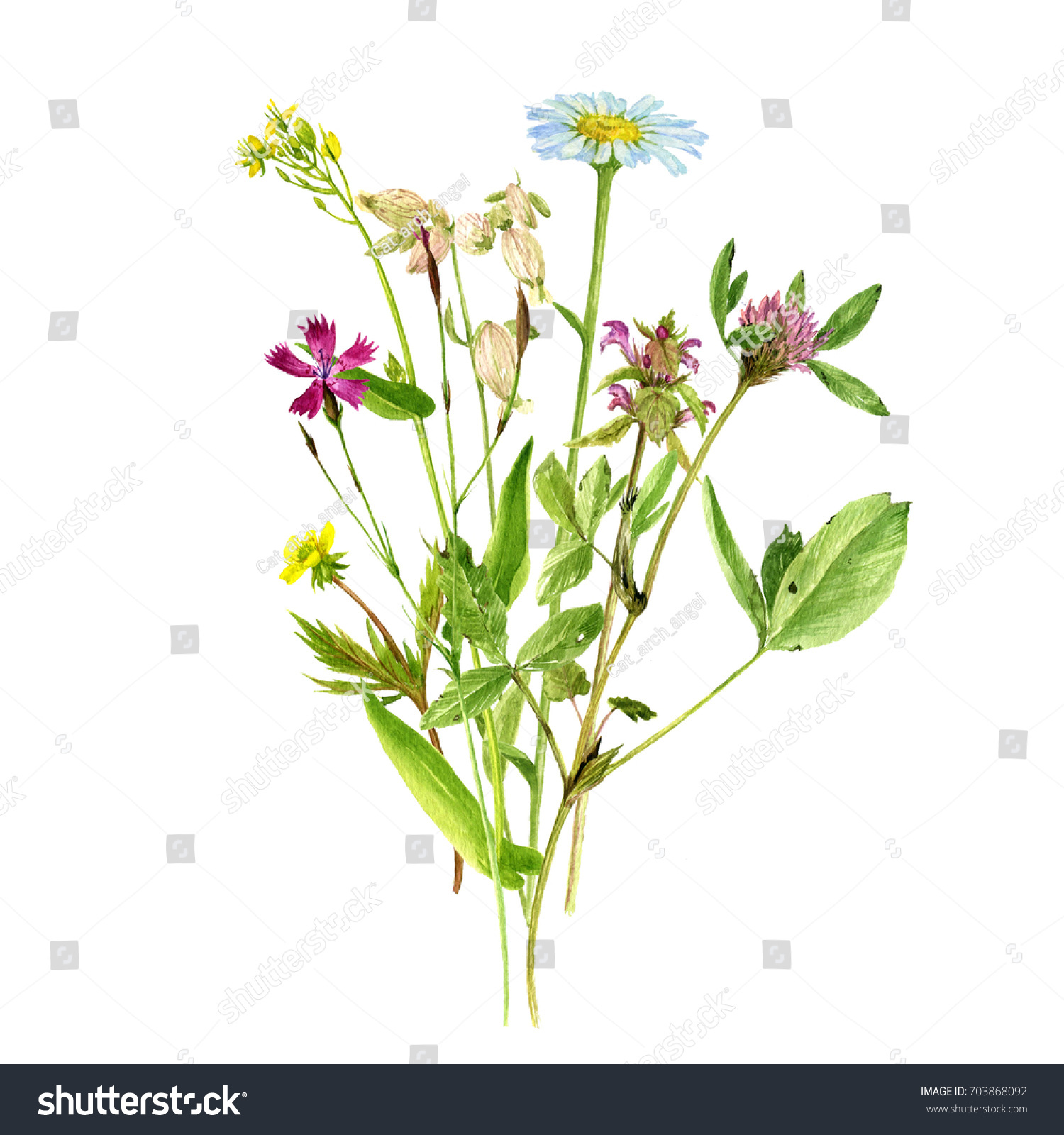 Watercolor Drawing Bouquet Wild Plants Flowers Stock Illustration