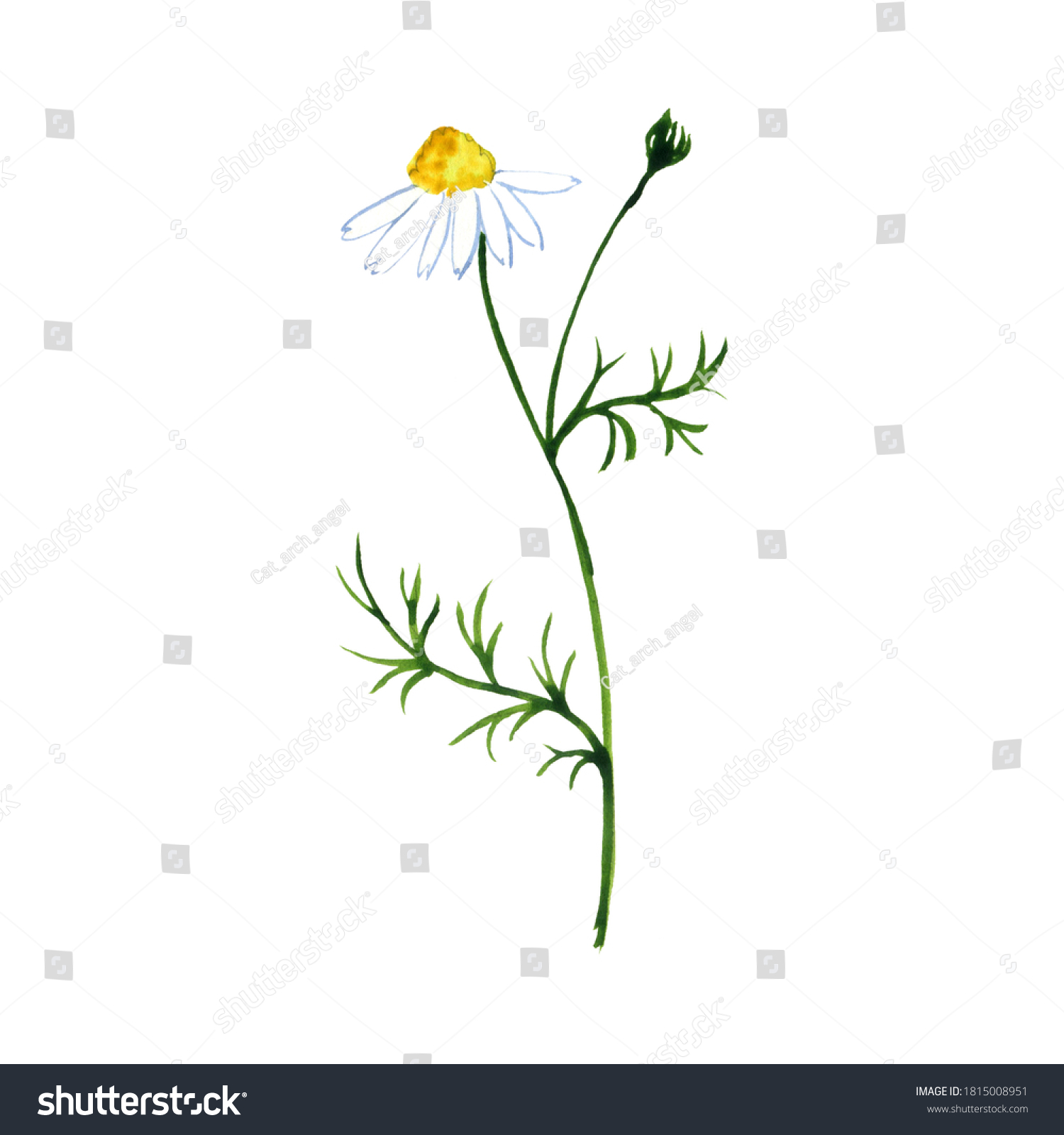 Watercolor Drawing Chamomile Daisy Flower Matricaria Stock Illustration