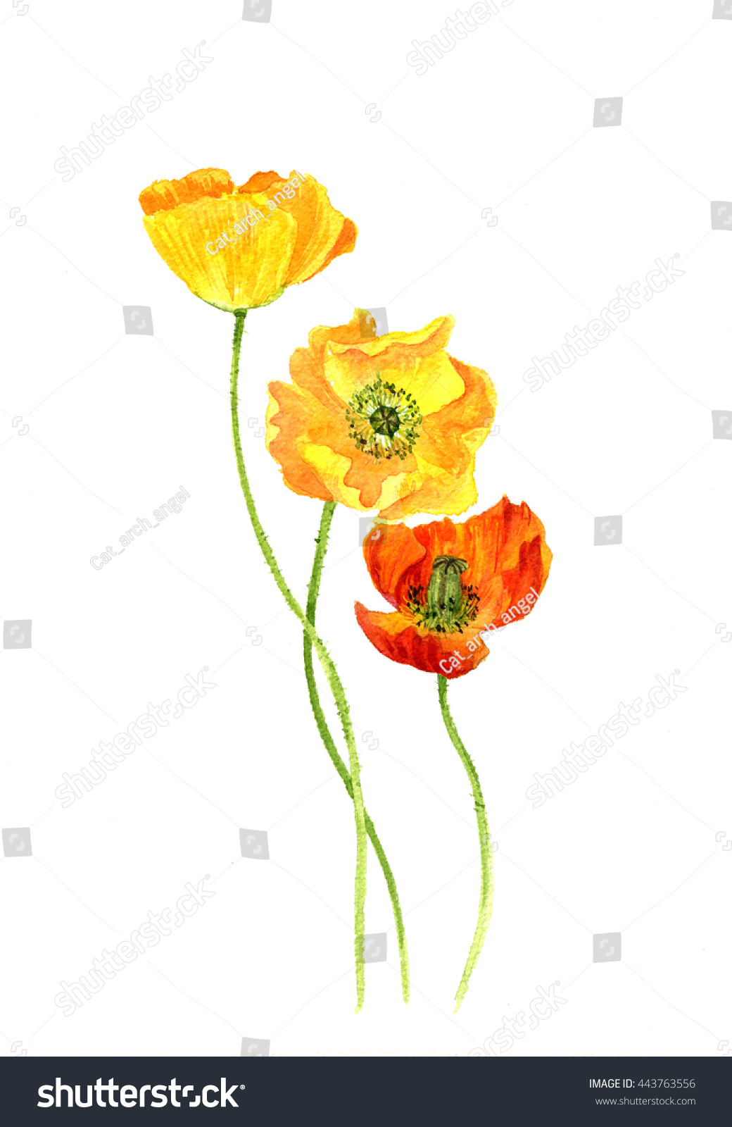 Watercolor Drawing Flowers Yellow Poppies Painted Stock Illustration ...