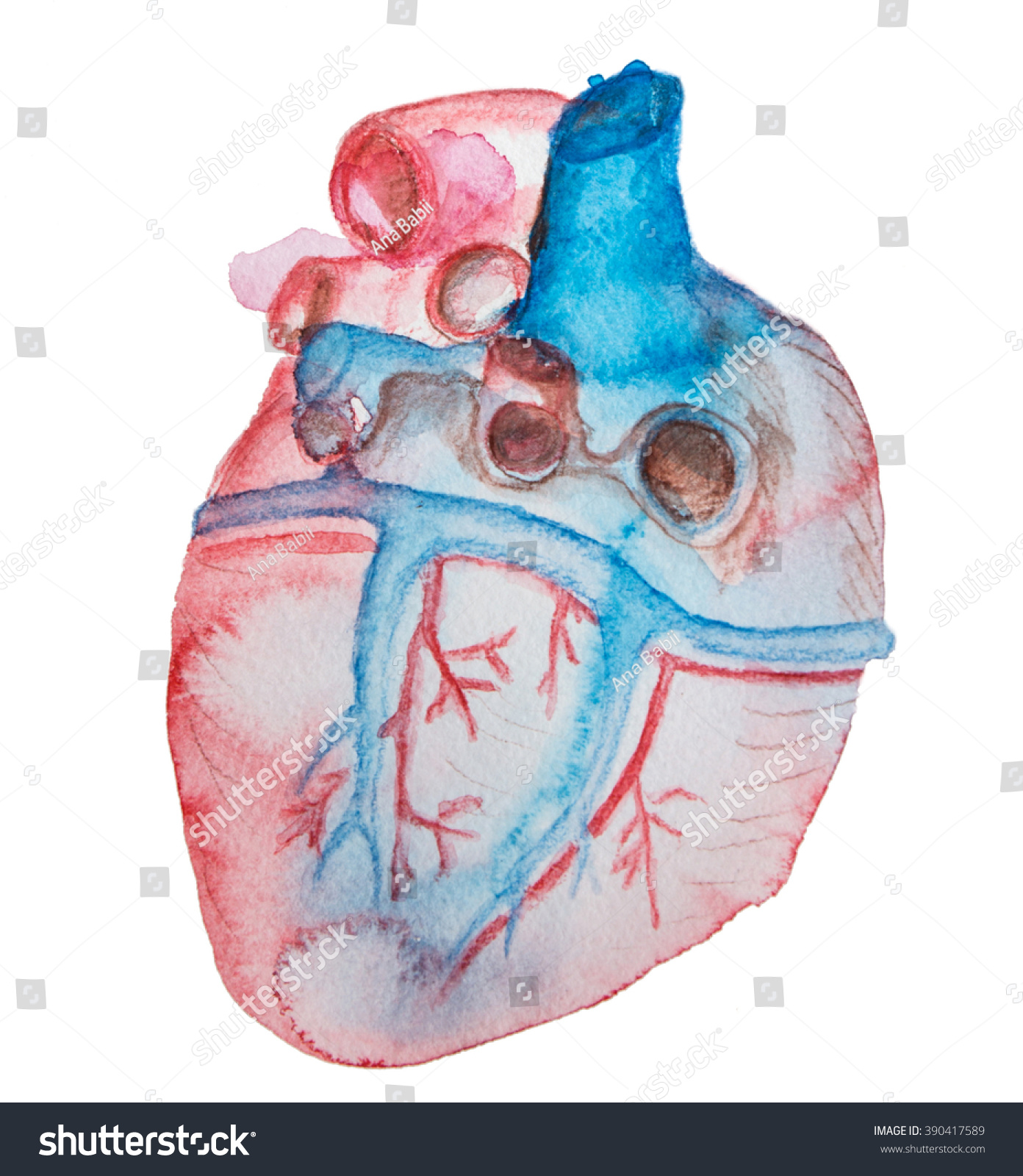 Watercolor Drawing Realistic Heart Stock Illustration