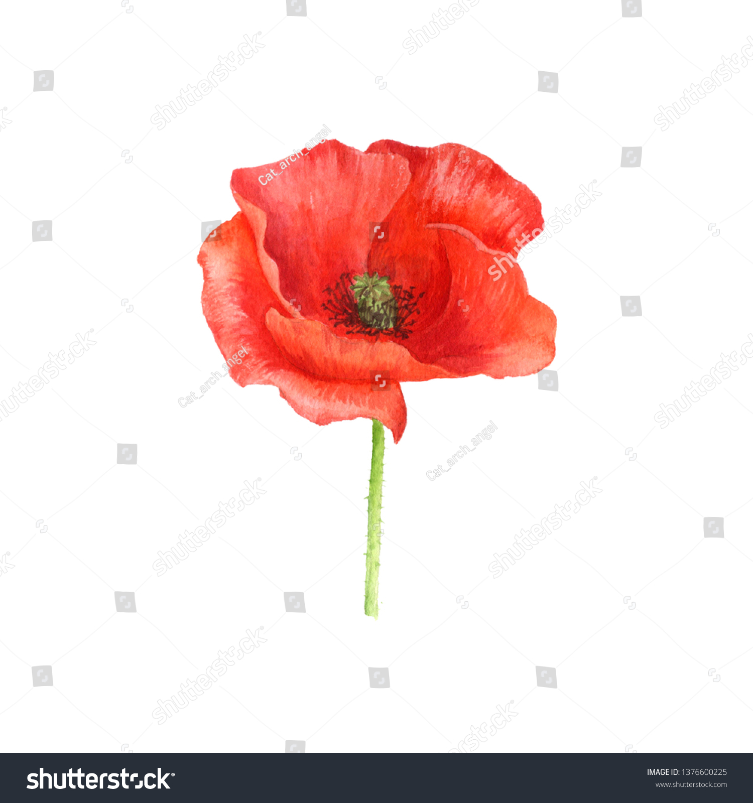 Watercolor Drawing Red Poppy Flower Isolated Stock Illustration