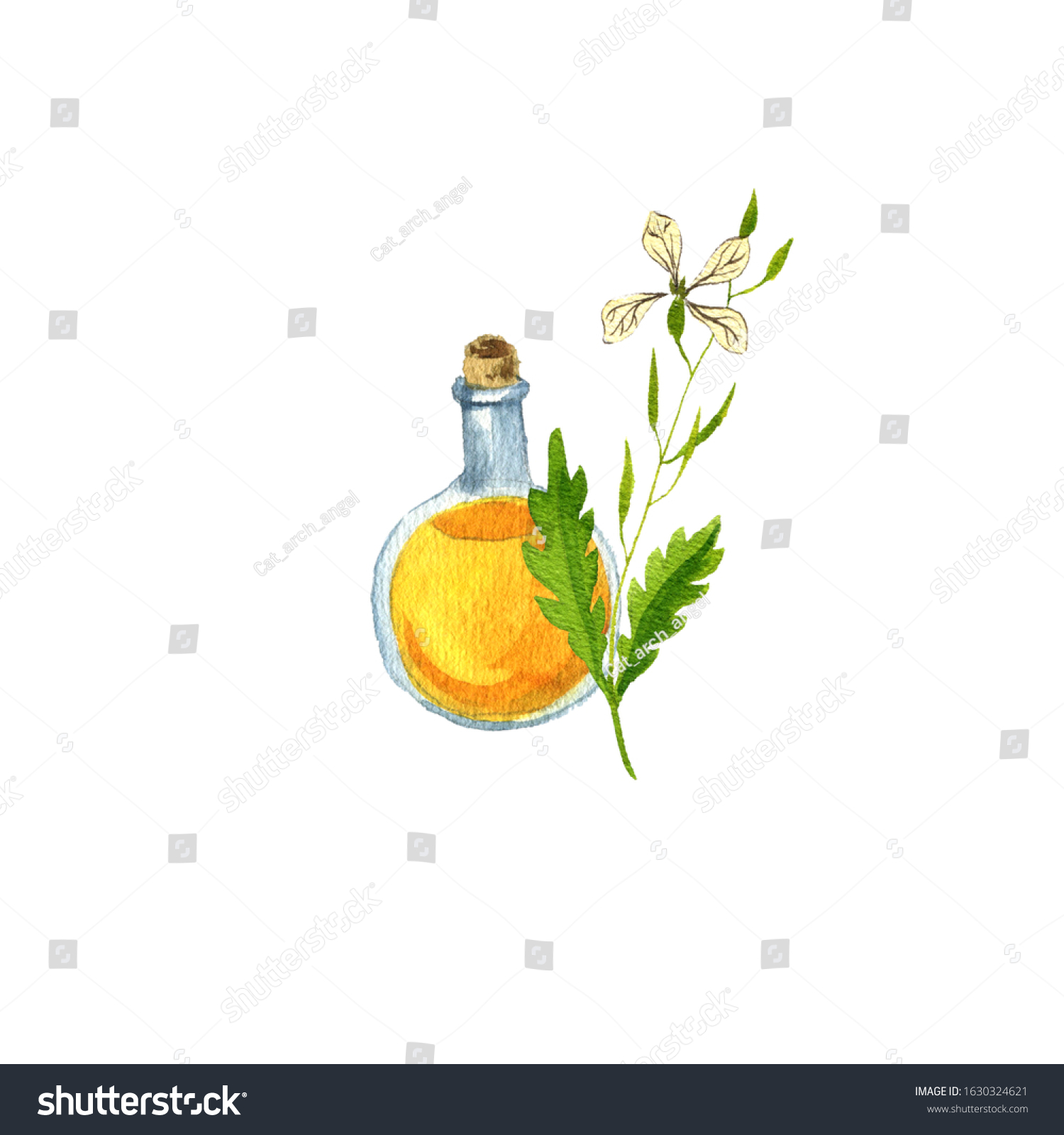 Watercolor Drawing Taramira Oil Bottle Vegetable Stock Illustration