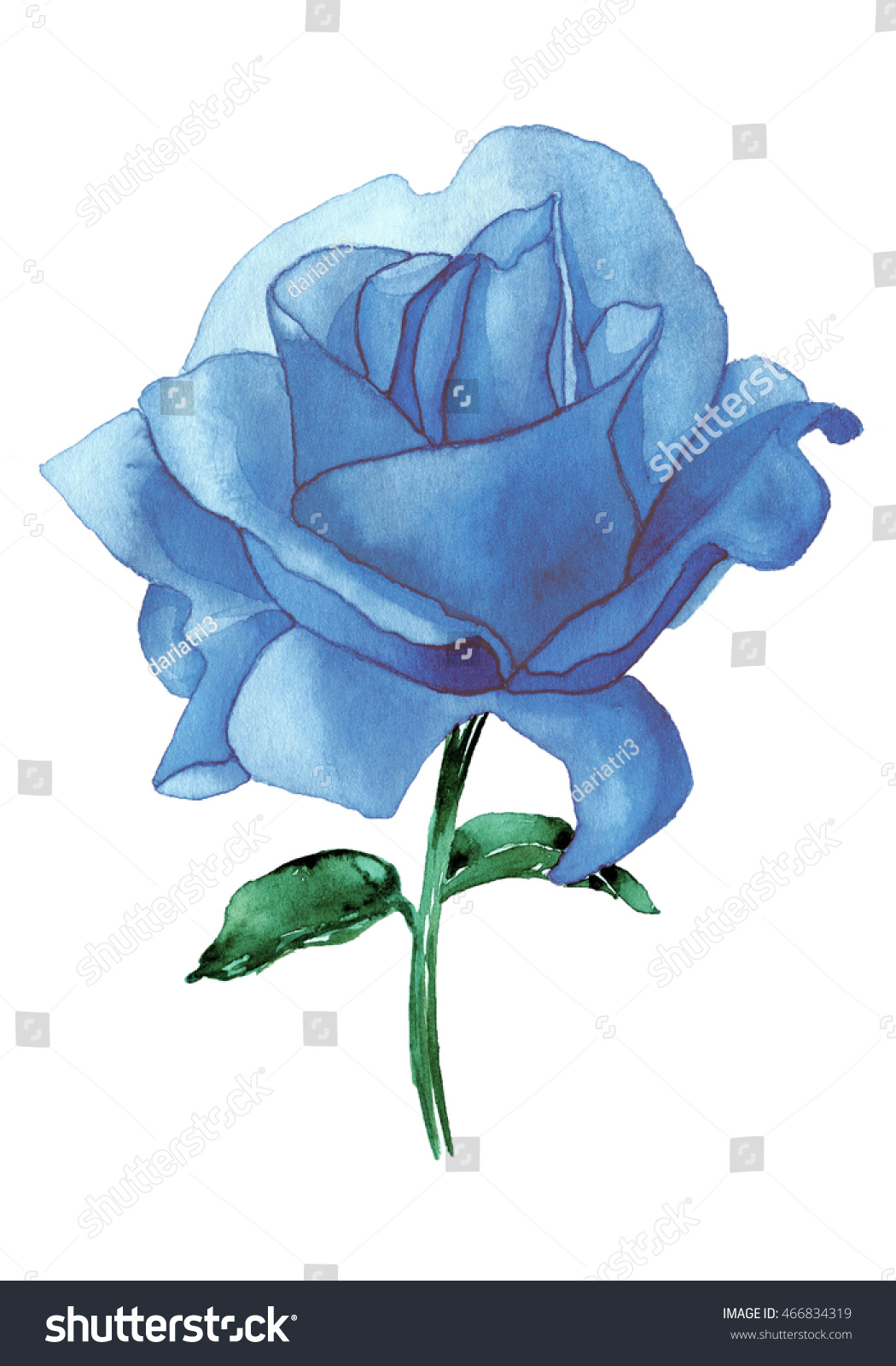 Watercolor Hand Drawn Rose Blue Watercolor Stock Illustration