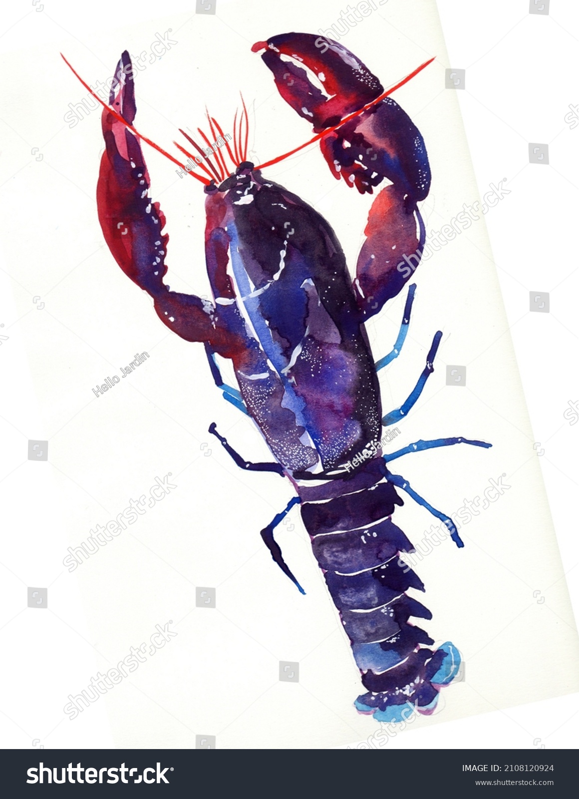 lobster purple