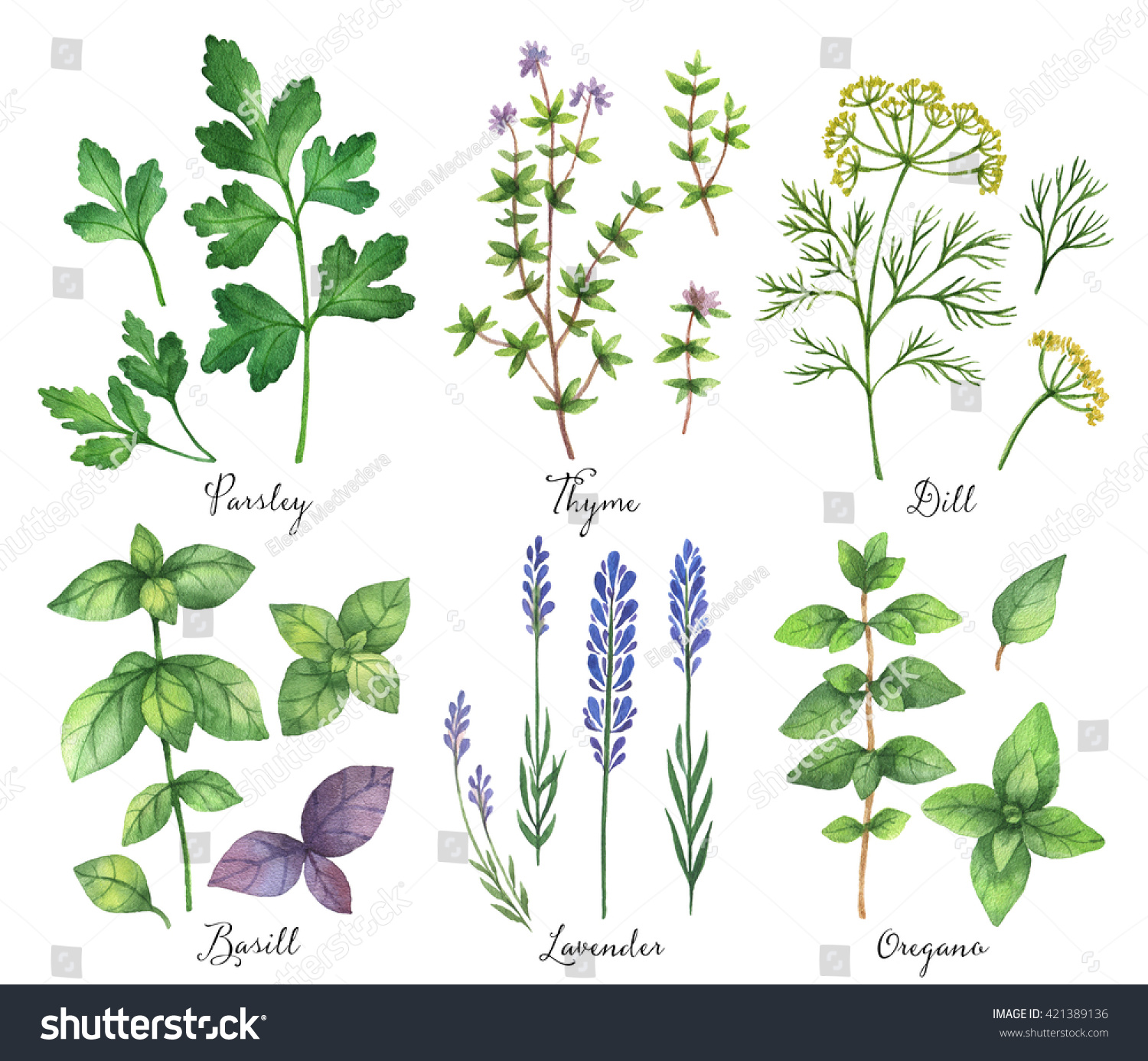 Health herb watercolor illustration Images, Stock Photos & Vectors ...