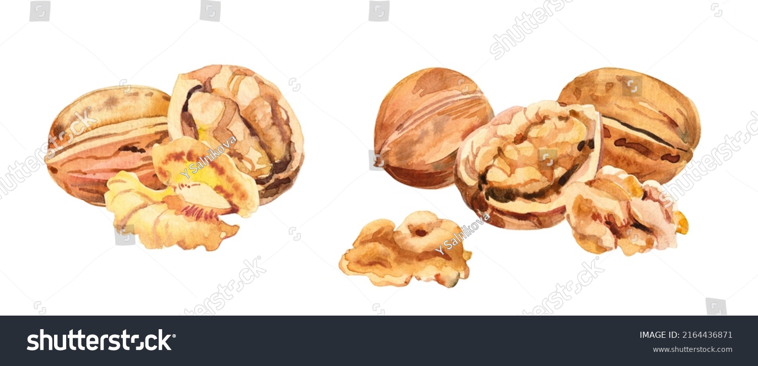 Watercolor Hand Painted Walnut Nut Leaves Stock Illustration 2164436871 ...