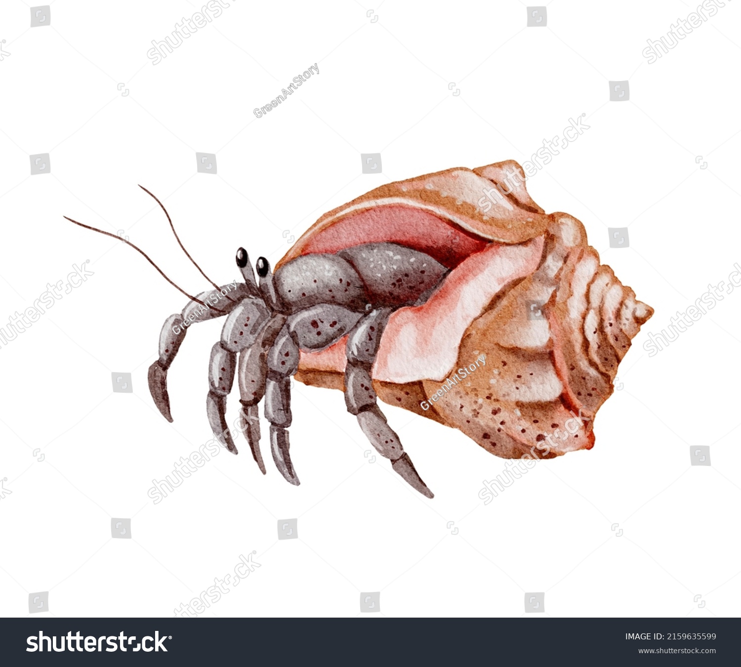 Watercolor Hermit Crab Illustration Handpainted Sea Stock Illustration ...