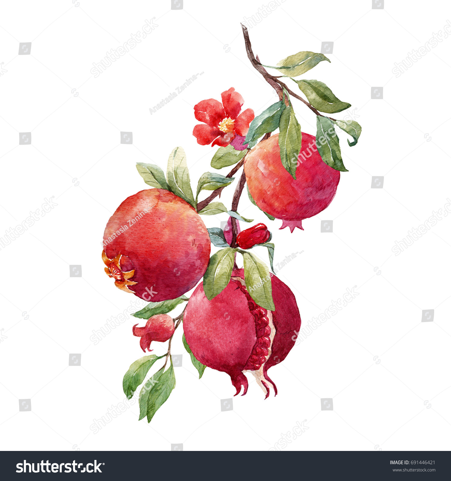 Watercolor Illustration Branch Two Fruits Pomegranate Stock ...