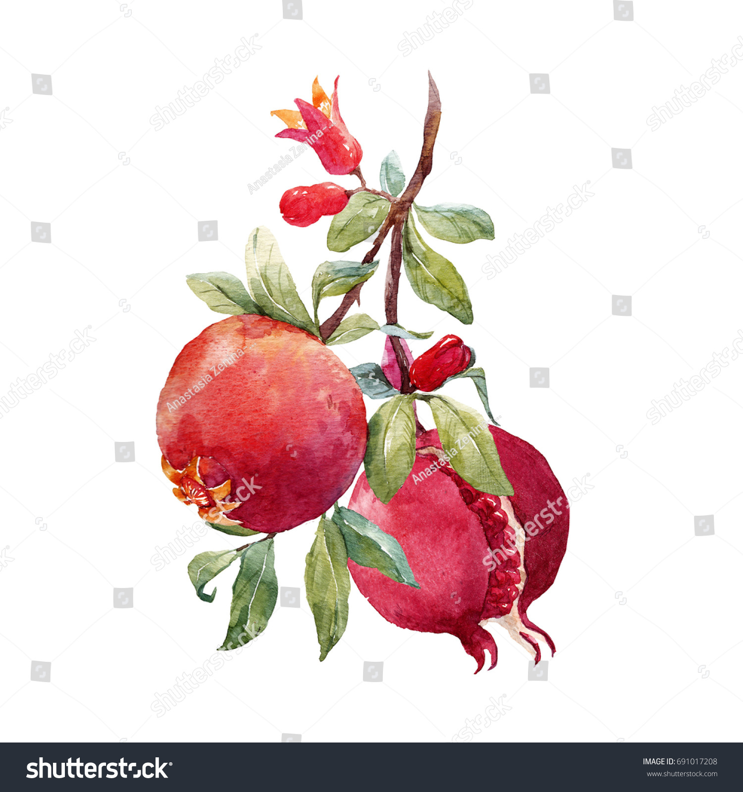 Download Watercolor Illustration Pomegranate Branch Ripe Fruit ...