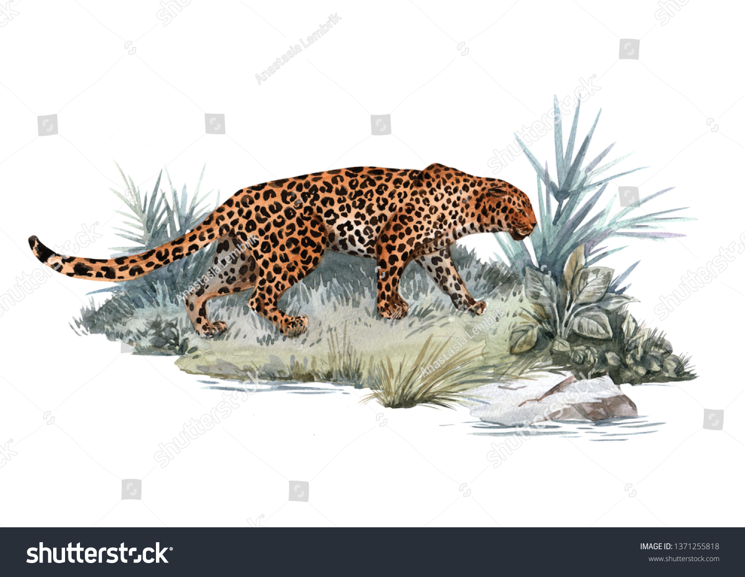 動物ヒョウの水彩イラスト 熱帯の猫との絵 のイラスト素材