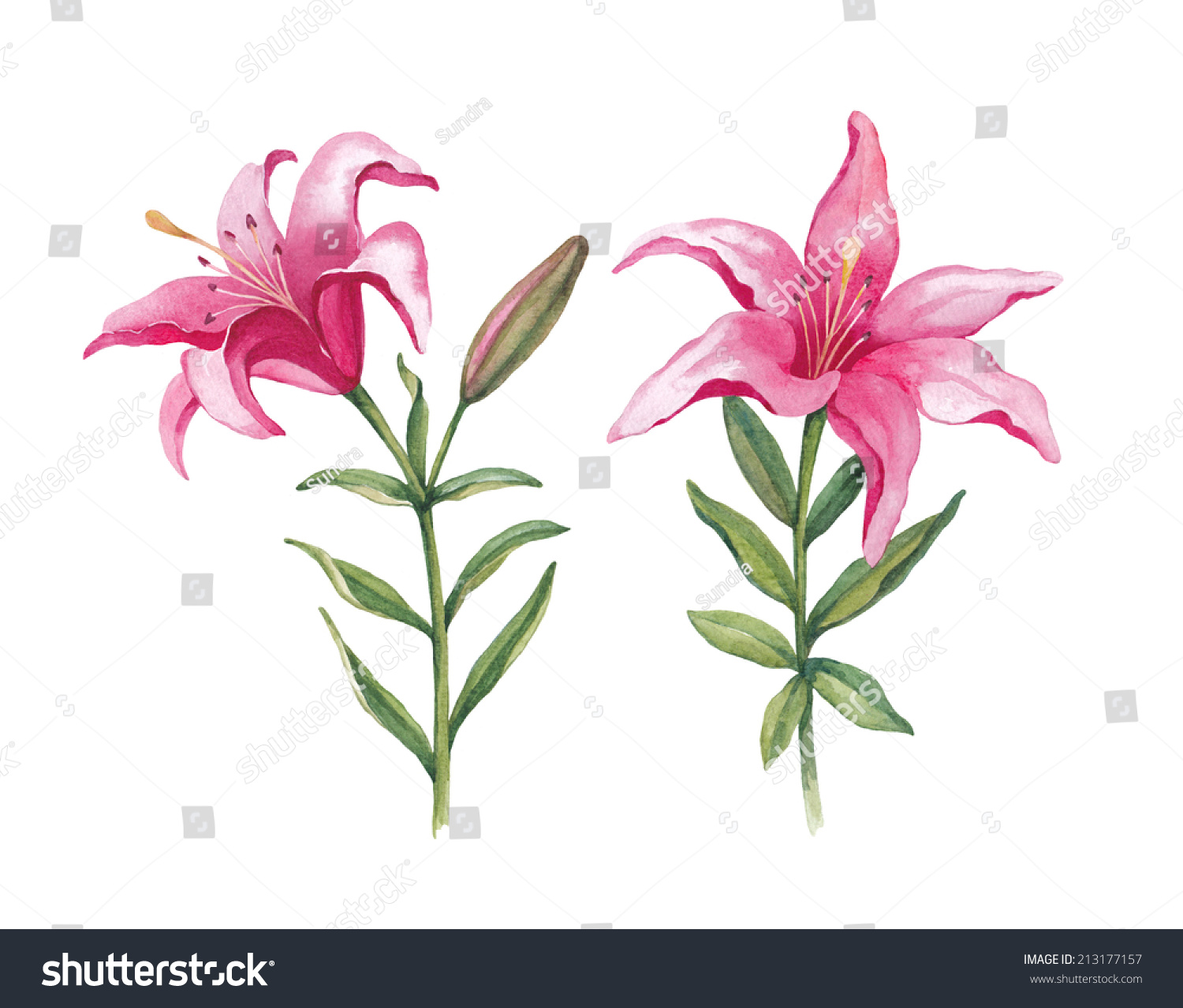 Watercolor Illustration Lily Flowers Stock Illustration 213177157