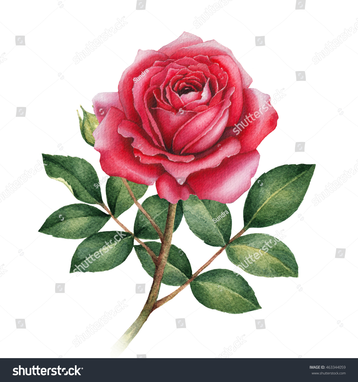 Watercolor Illustration Rose Flower Stock Illustration 463344059