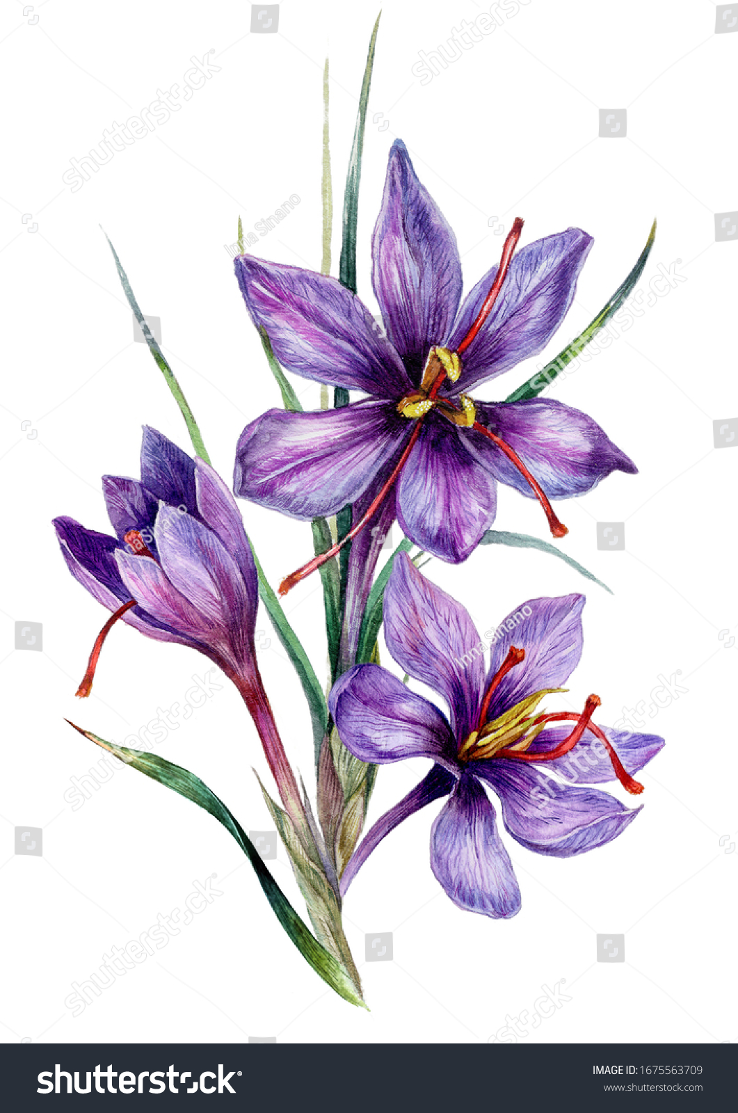 8,085 Watercolor crocus Stock Illustrations, Images & Vectors ...