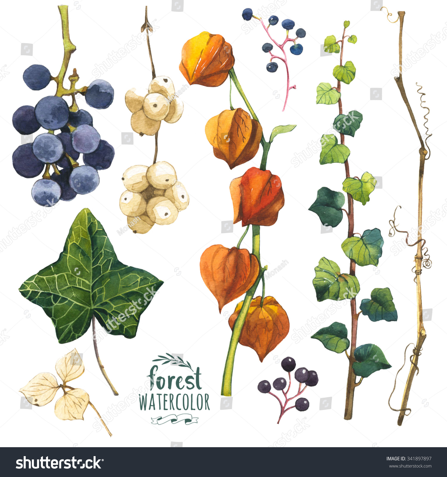 枝 葉 ベリーのある水彩イラスト 冬と秋の森林植物のセット 植物標本集 スノーベリー ケープグーズベリー ツタ 野生のブドウ のイラスト素材