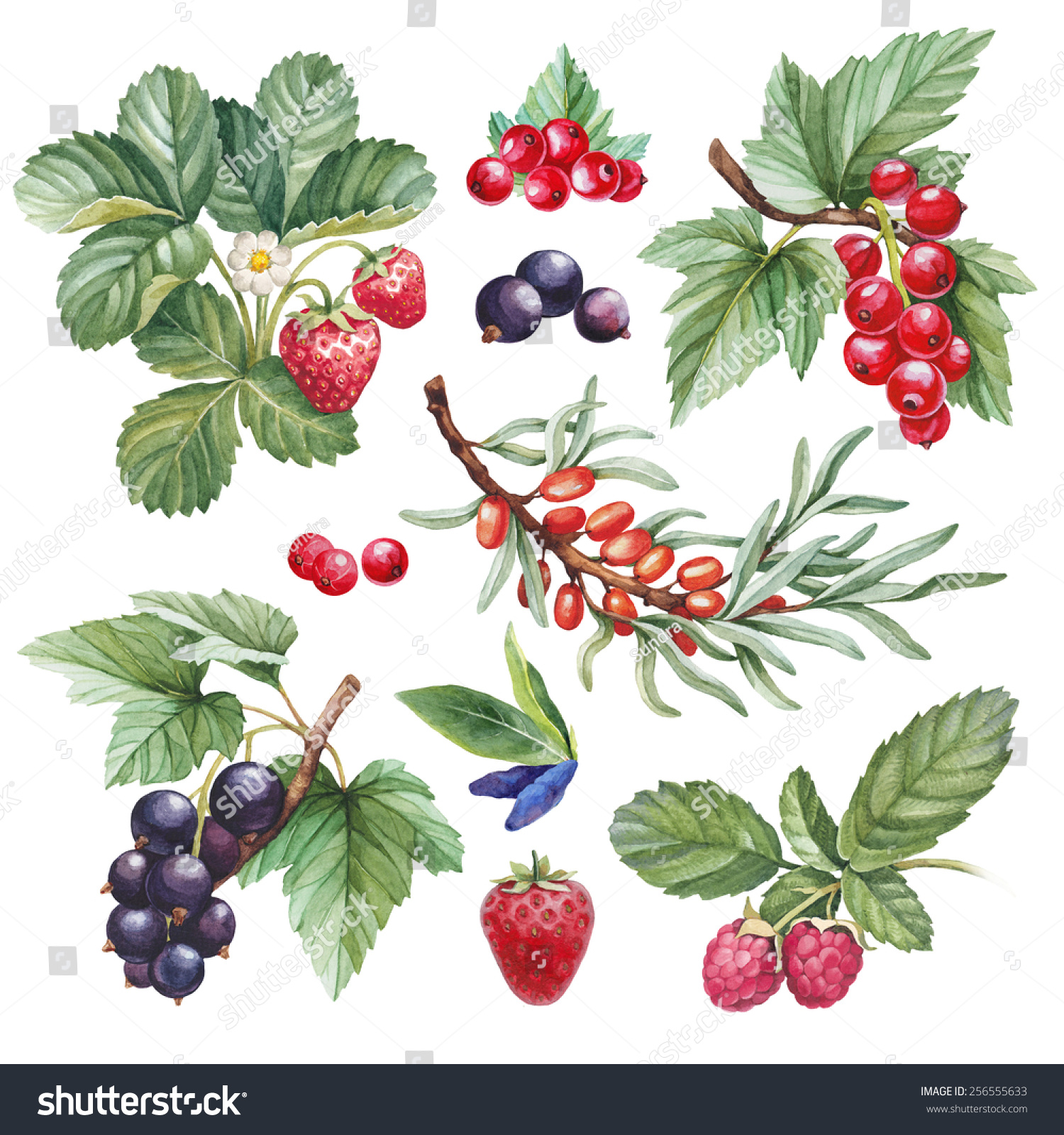 Watercolor Illustrations Of Berries - 256555633 : Shutterstock