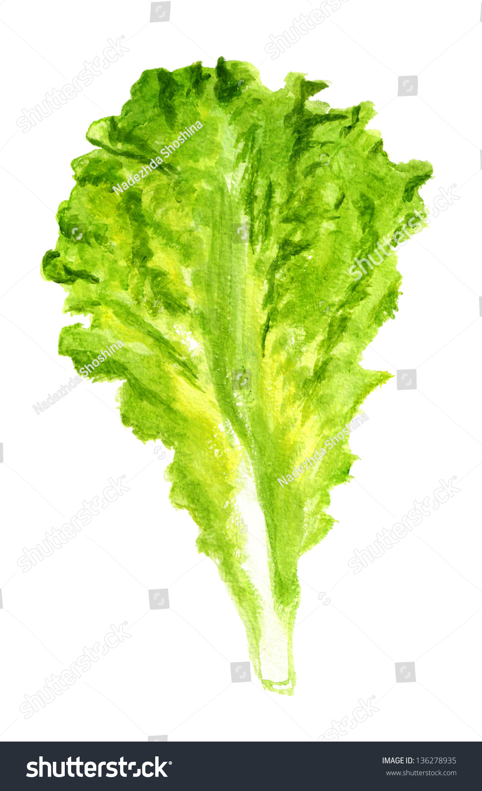 Watercolor image of green leaf of lettuce