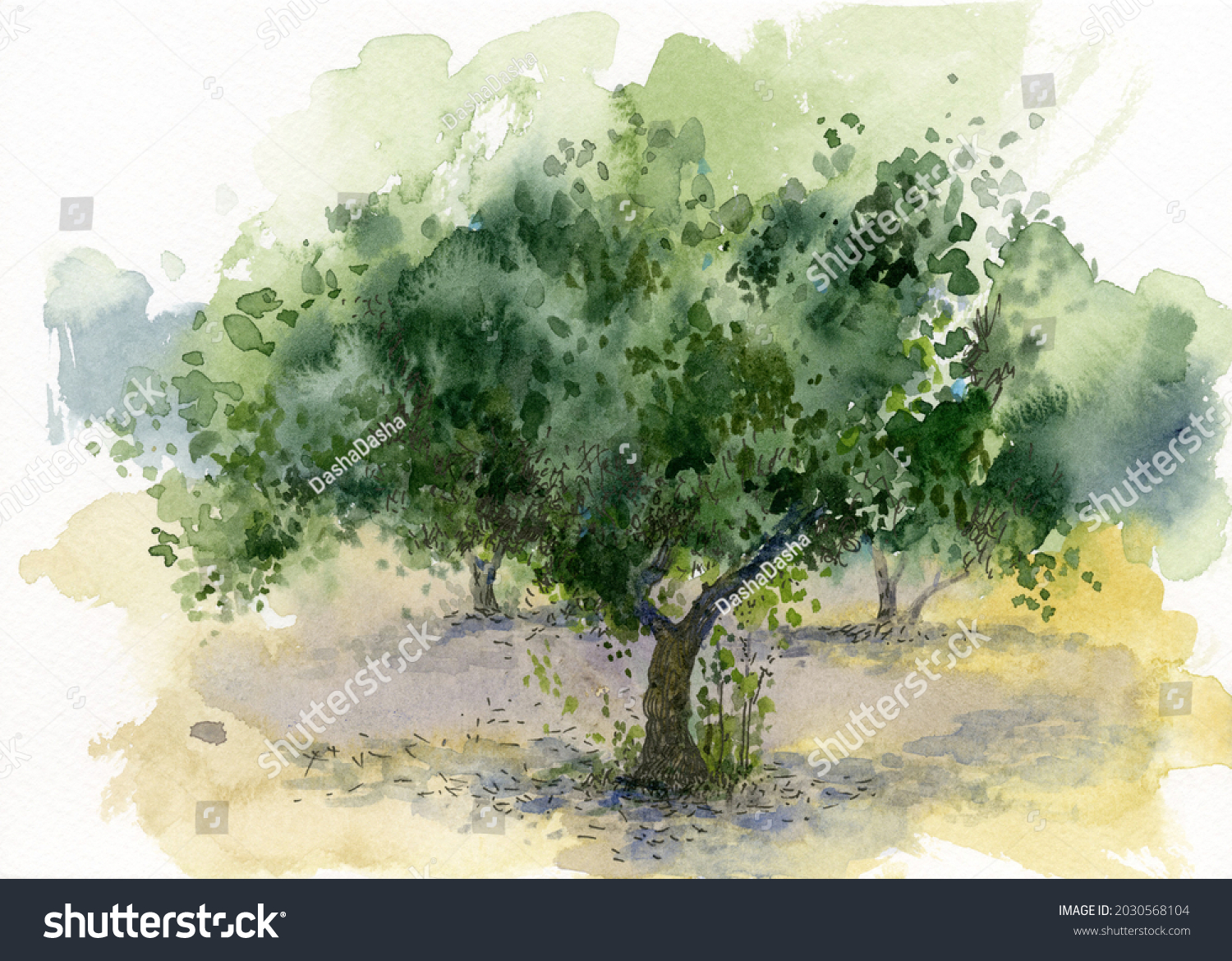 imágenes de Painting olive tree Imágenes fotos y vectores de stock Shutterstock