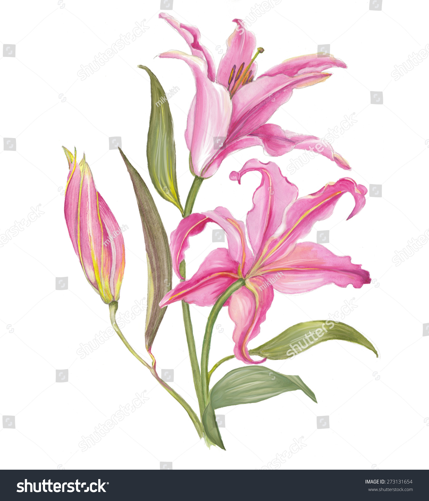 Watercolor Lily Flower Stock Photo 273131654 : Shutterstock