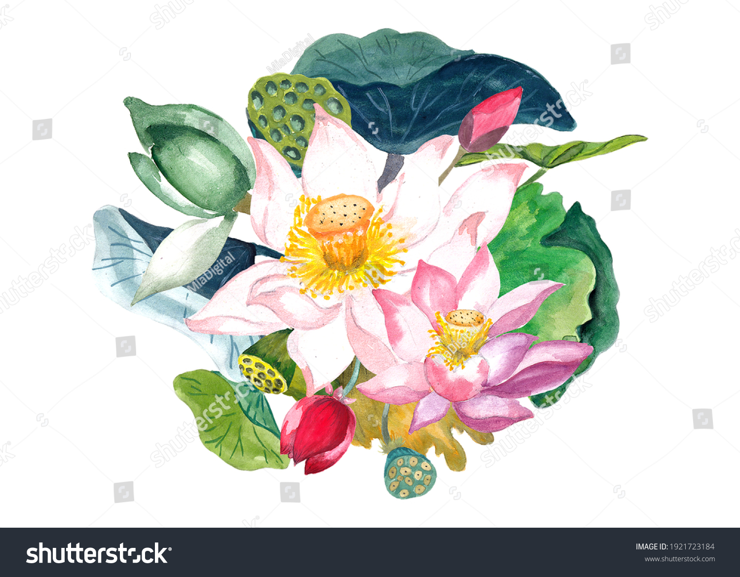 水彩蓮の花のイラスト アジア ロータス クリップ アート 水彩ハスエレメント 白い背景 のイラスト素材