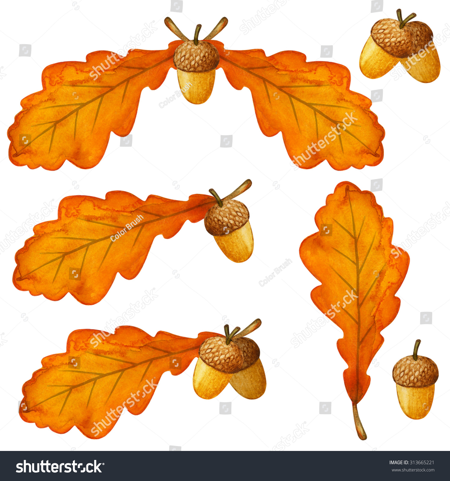 clipart acorns oak leaves - photo #21