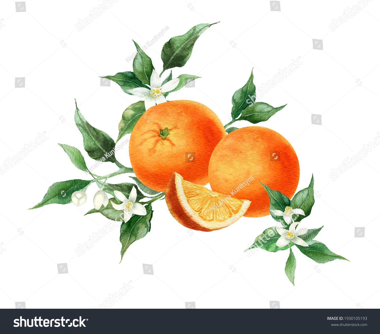 Watercolor Orange Fruits Citrus Branch Green Stock Illustration ...