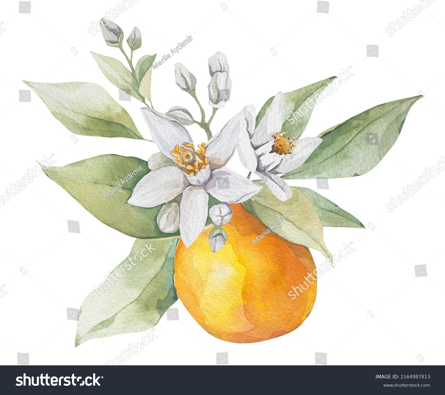 Watercolor Orange Greenery Flowers Bouquet Clipart Stock Illustration ...