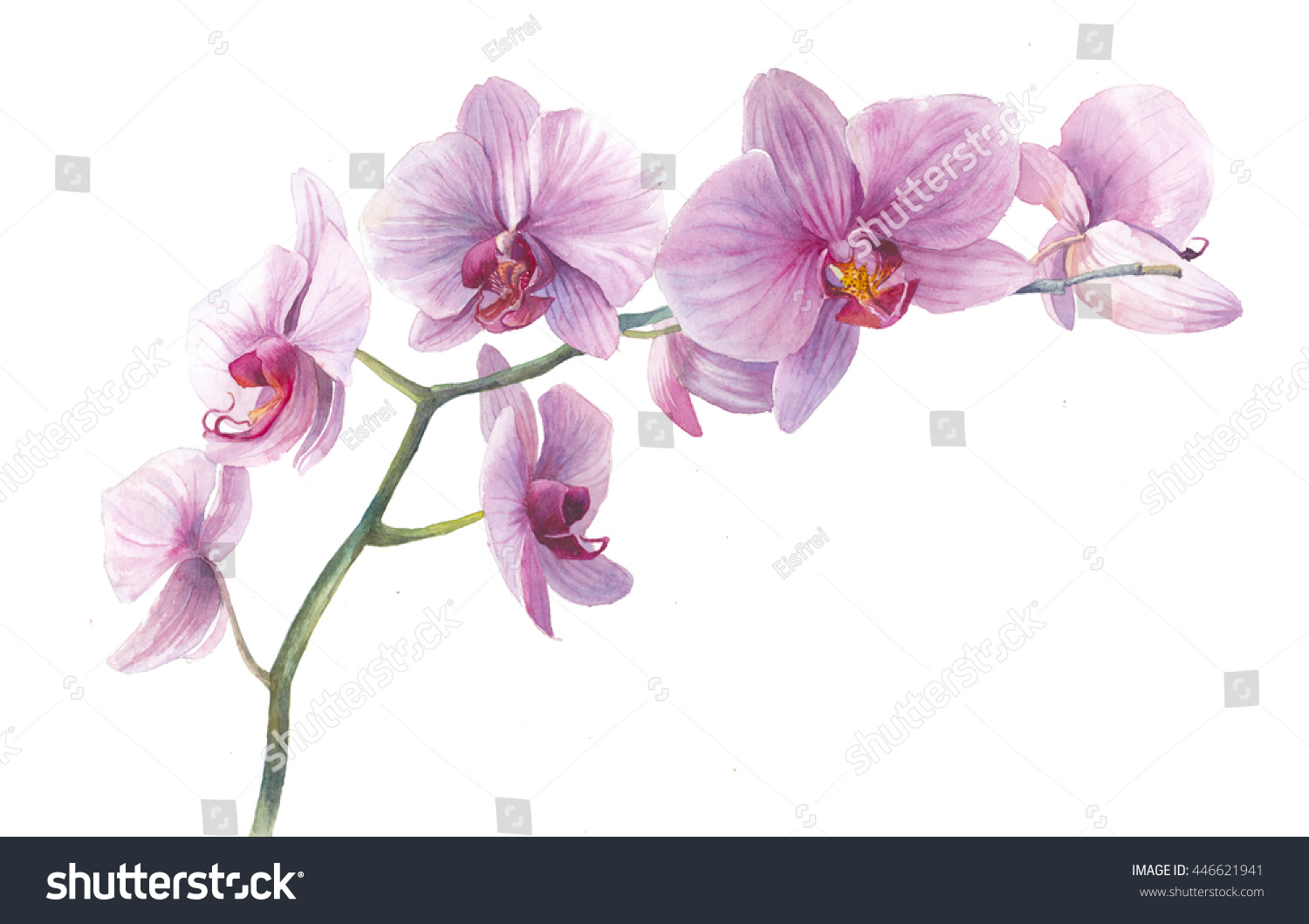 Orquídea aquarela Ramo desenhado à mão ilustrações stock