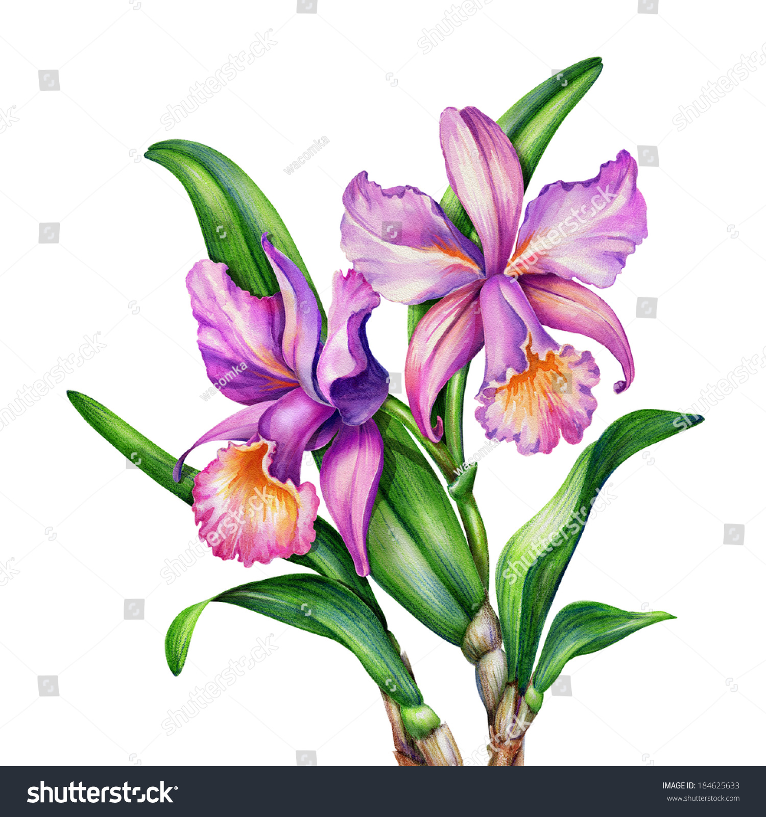 Watercolor Original Painting Pink Purple Cattleya Stock ...
