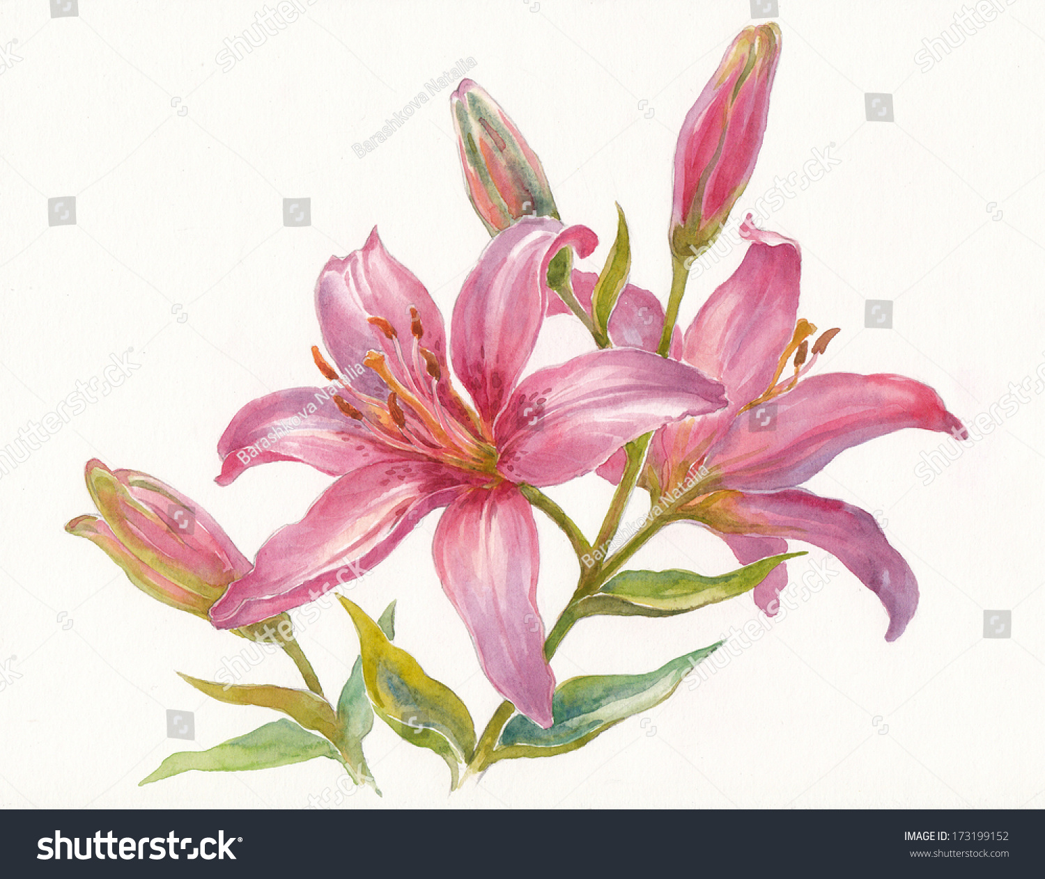 Watercolor Painting Pink Lily On White Stock Illustration 173199152