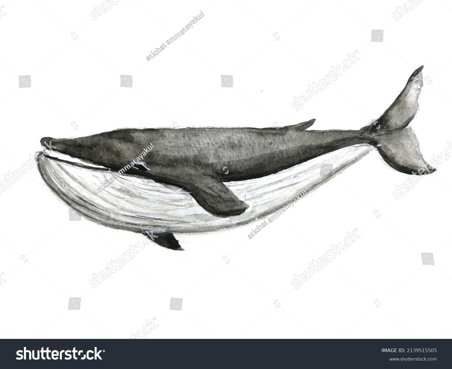 Watercolor Painting Whale Isolated White Background Stock Illustration ...