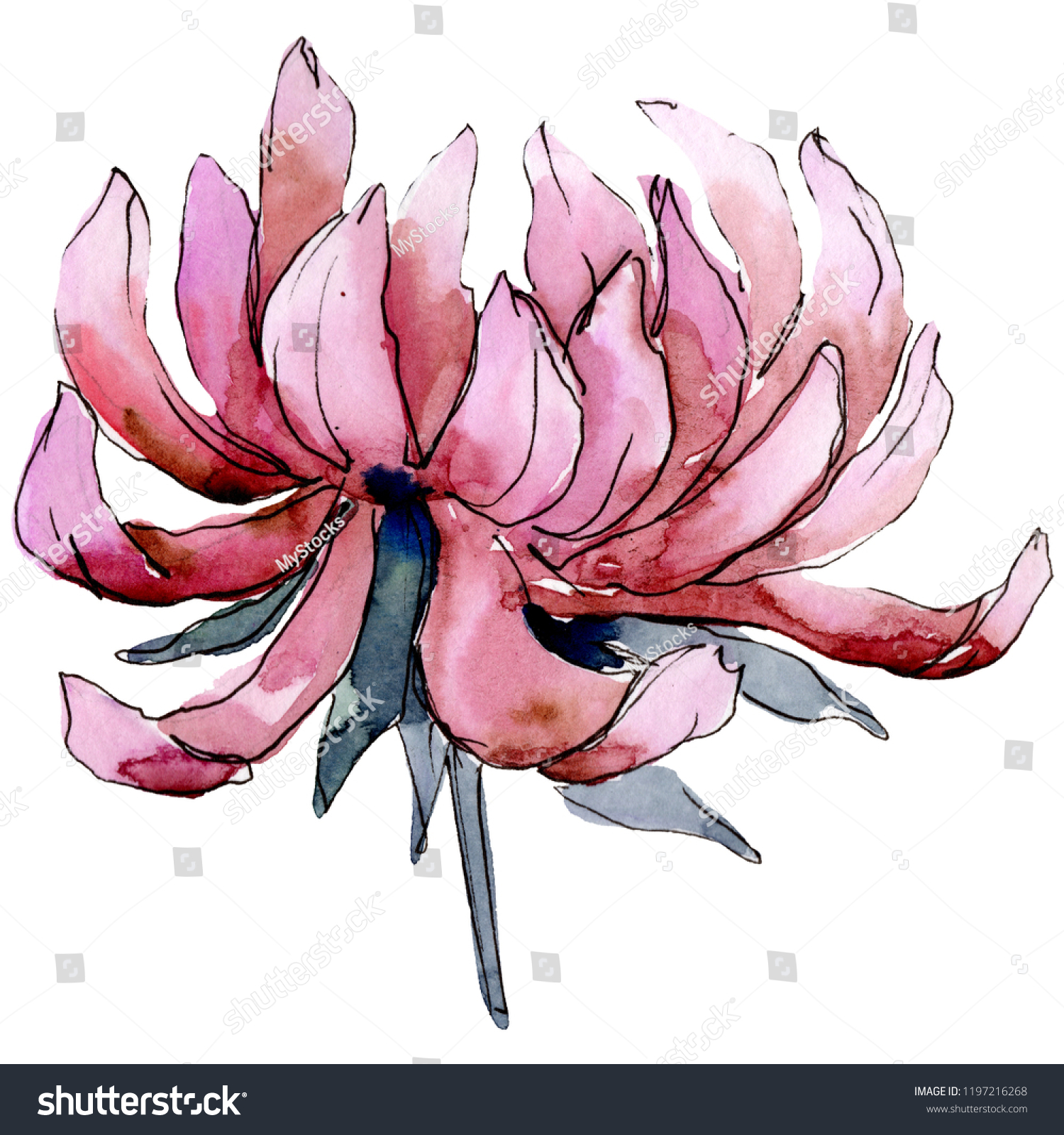 Watercolor Pink Aster Flower Floral Botanical Stock Illustration 1197216268