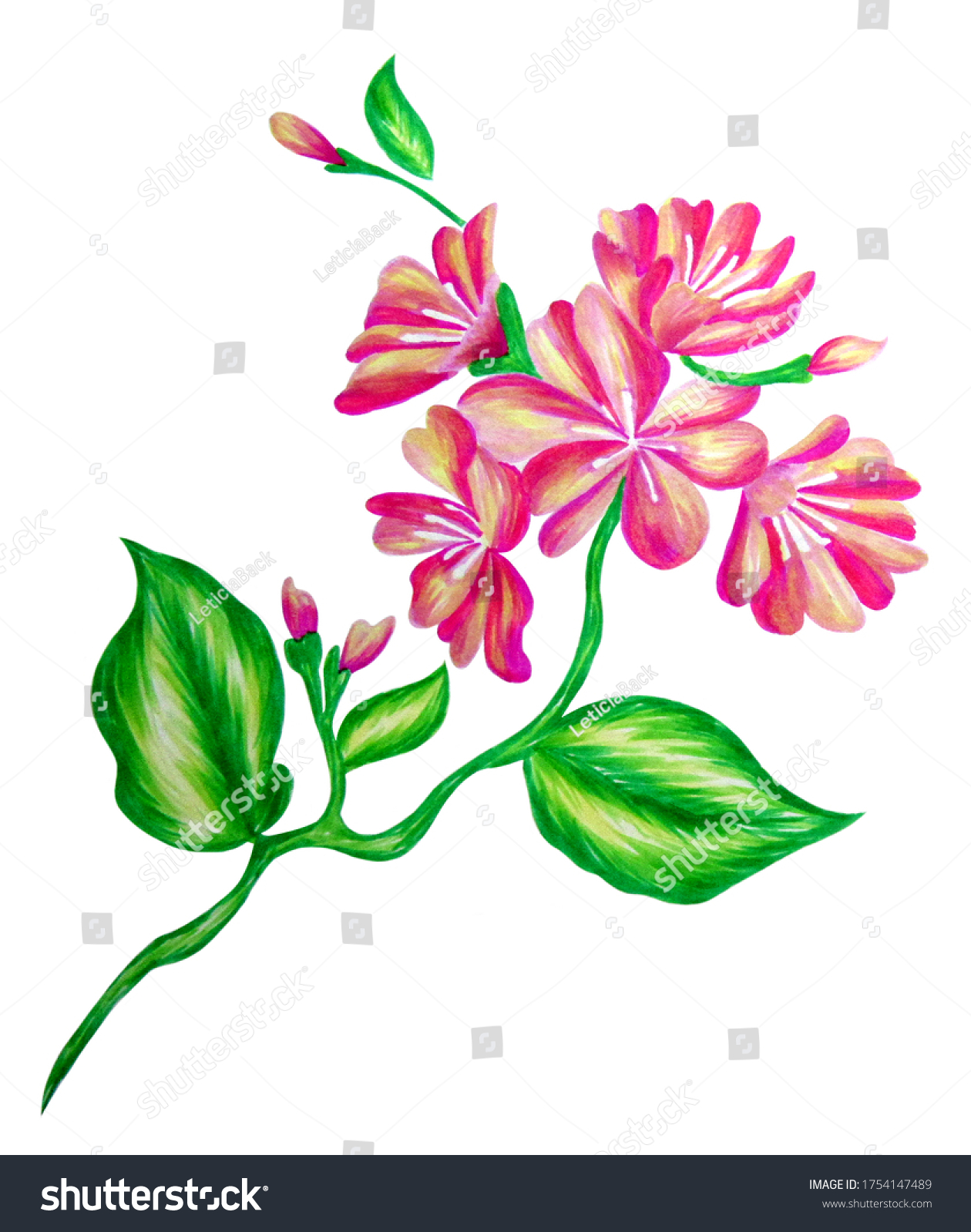 Watercolor Pink Flower Green Leaves Handmade Stock Illustration 1754147489 Shutterstock 