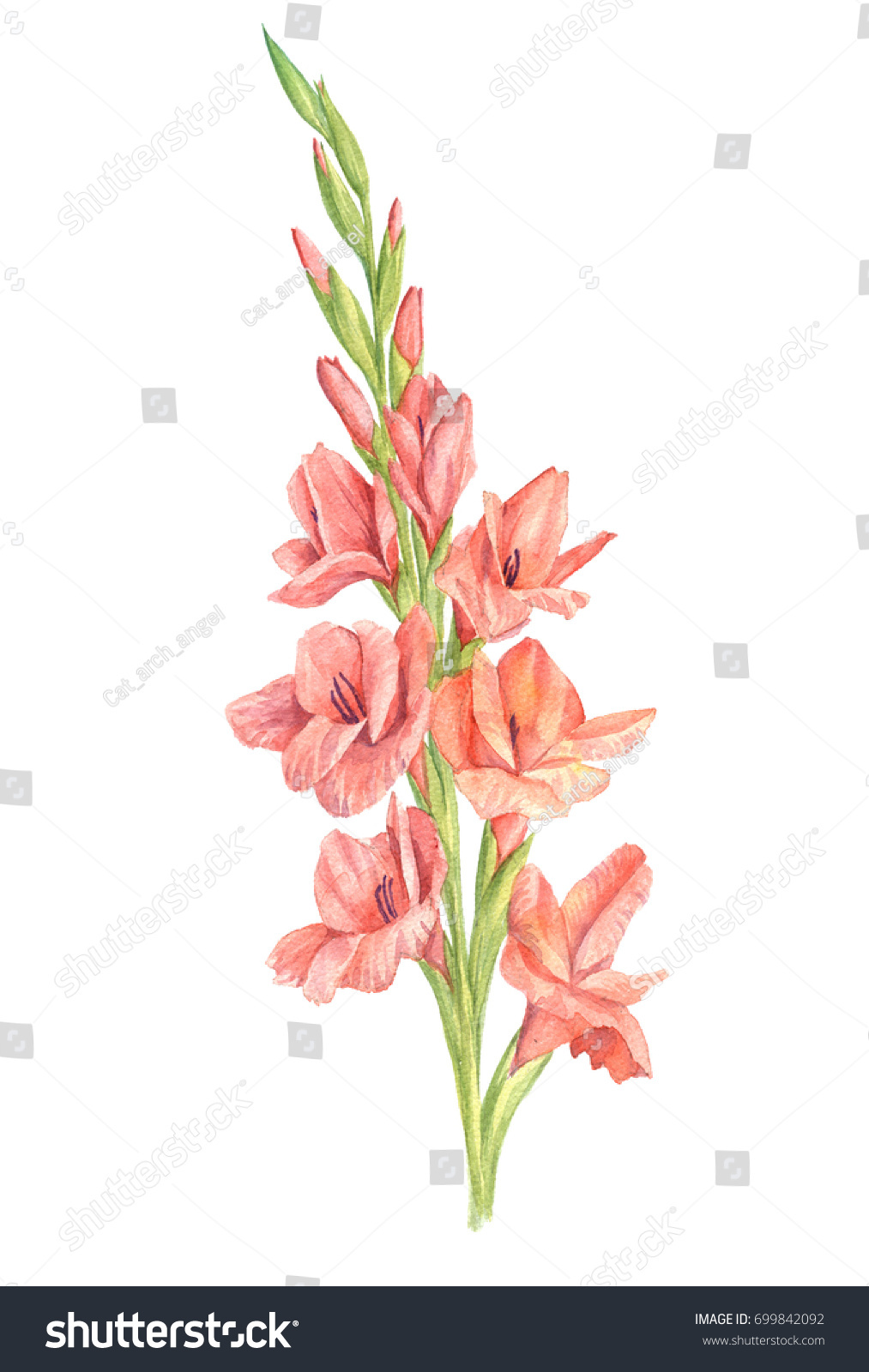 Watercolor Pink Gladiolus Flower Drawing White Stock Illustration 699842092