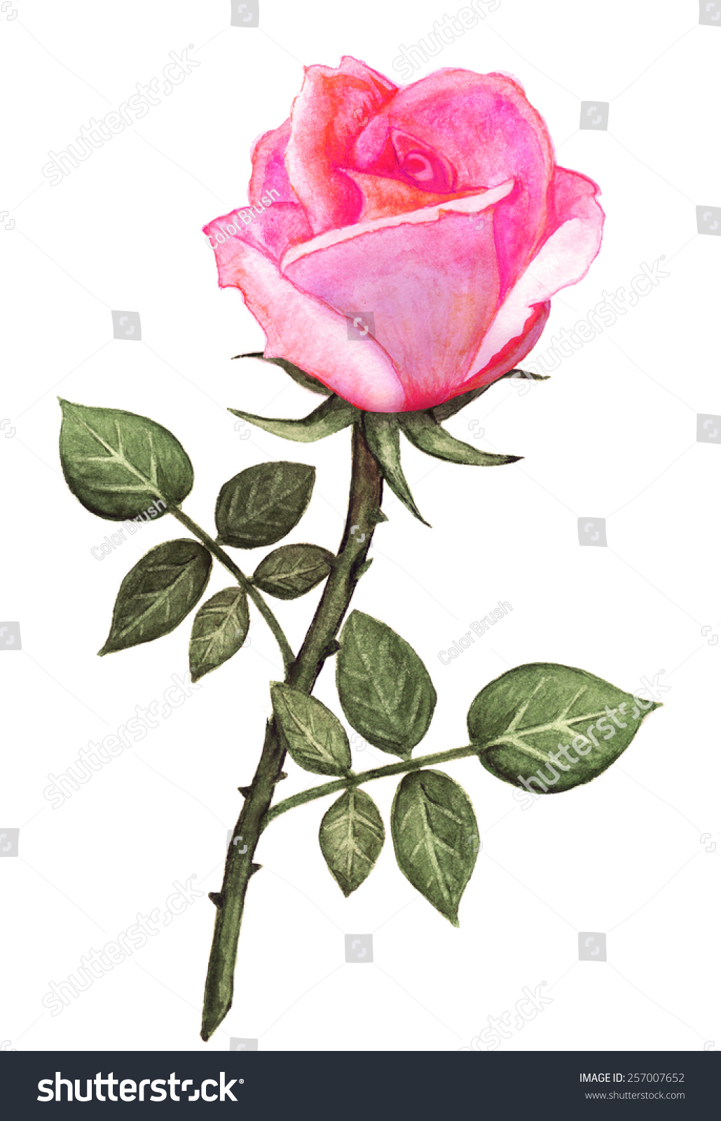 Watercolor Pink Rose Flower Leaves Closeup Stock Illustration 257007652 ...