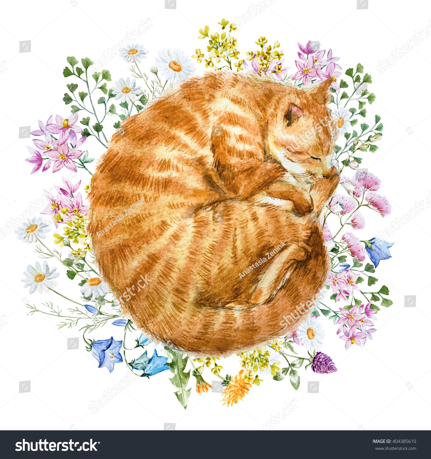 Watercolor Print Sleeping Cat Flowers Delicate Stock Illustration ...