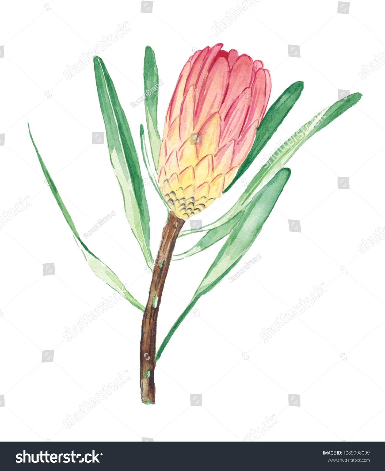 Watercolor Protea Fynbos Stock Illustration 1089998099 Shutterstock