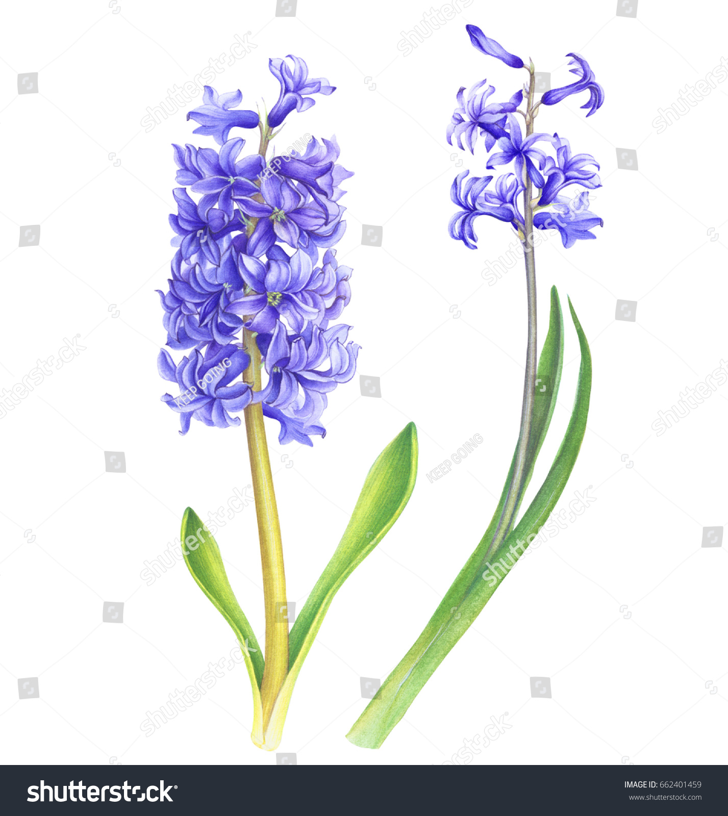 Watercolor Purple Hyacinth Flowers Hand Drawn Stock Illustration
