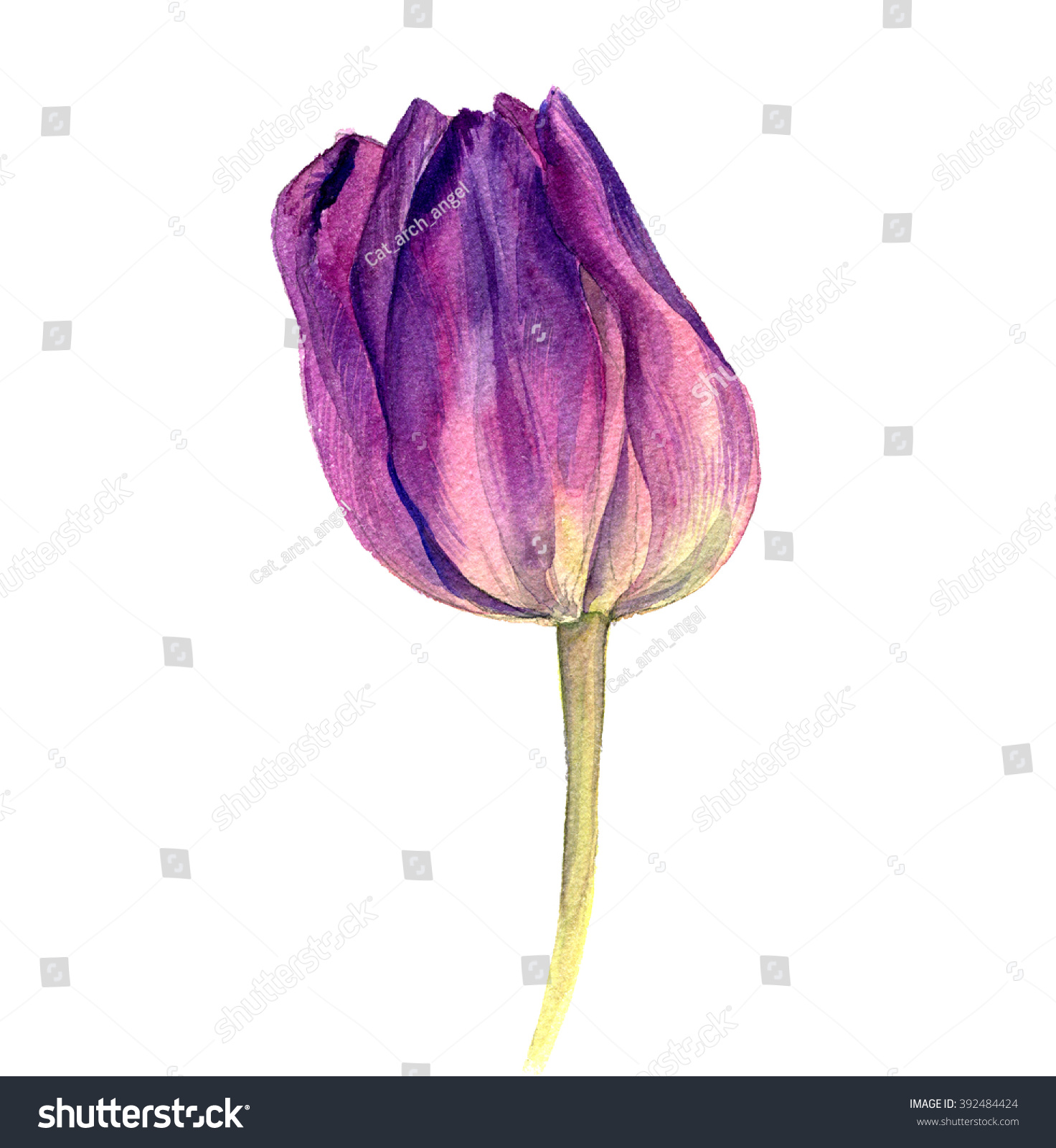 Watercolor Purple Tulip Hand Drawn Isolated Stock Illustration ...