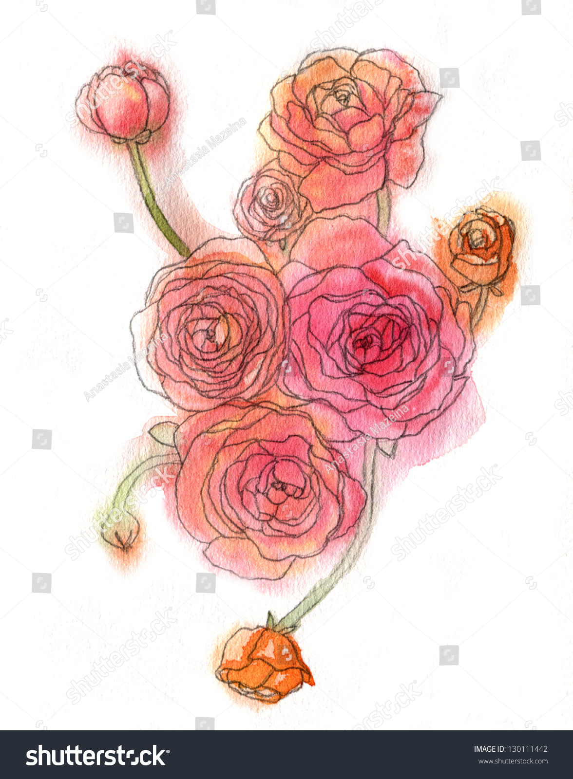 Watercolor Ranunculus Illustration Stock Illustration 130111442