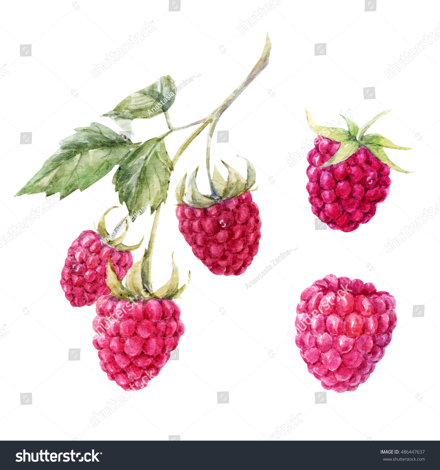 Raspberry: useful properties of berries and leaves 29 Raspberry: useful properties of berries and leaves 38