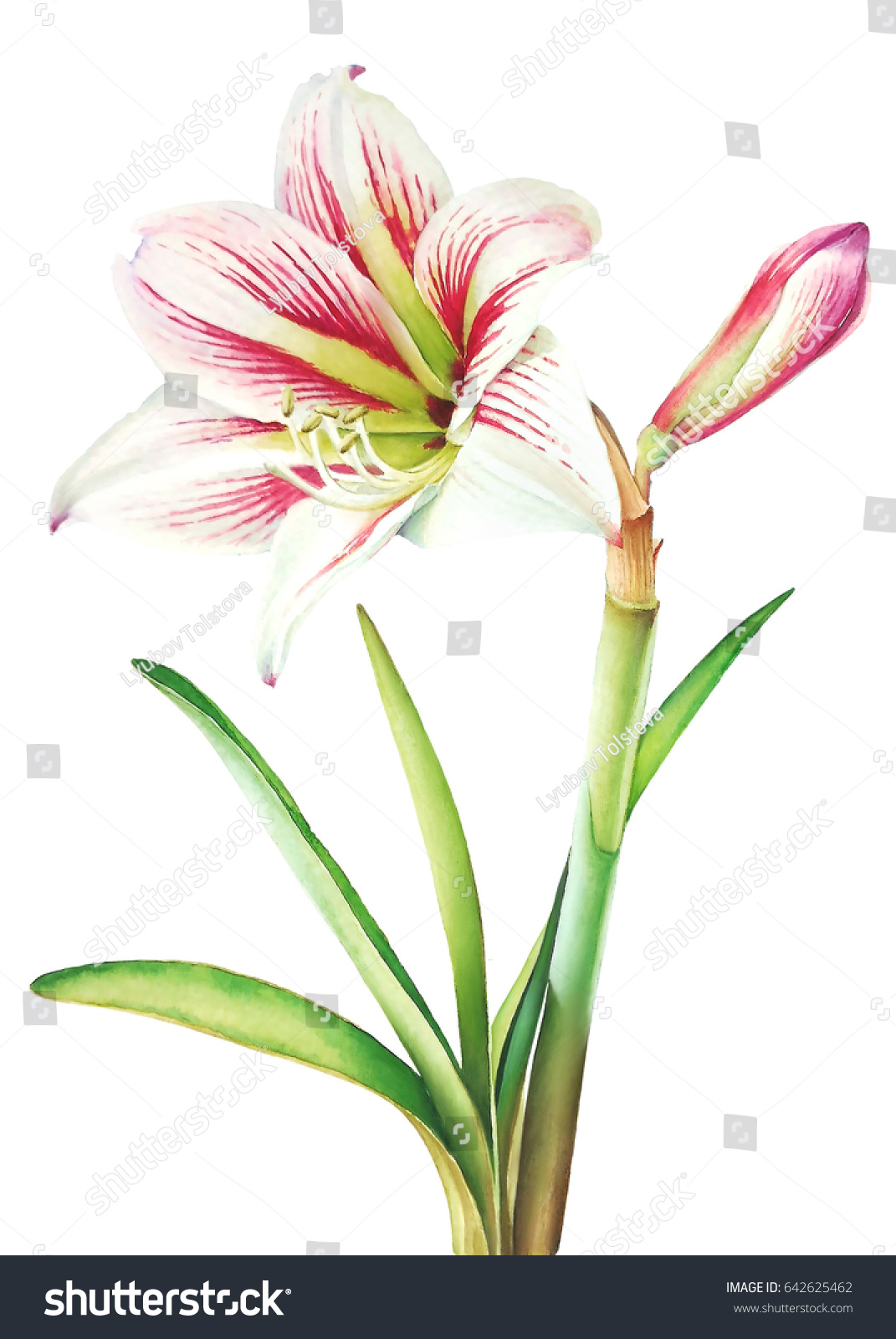 Watercolor Realistic Botanical Illustration Amaryllis Plant のイラスト素材