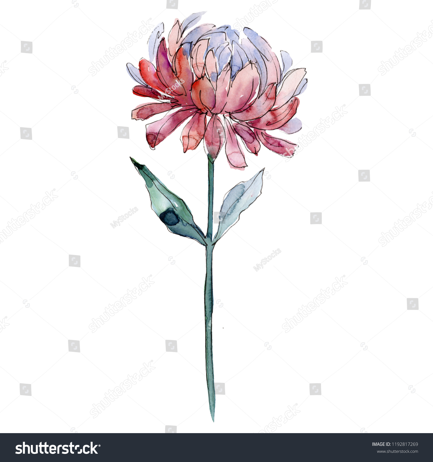 Watercolor Red Aster Flower Floral Botanical Stock Illustration 1192817269