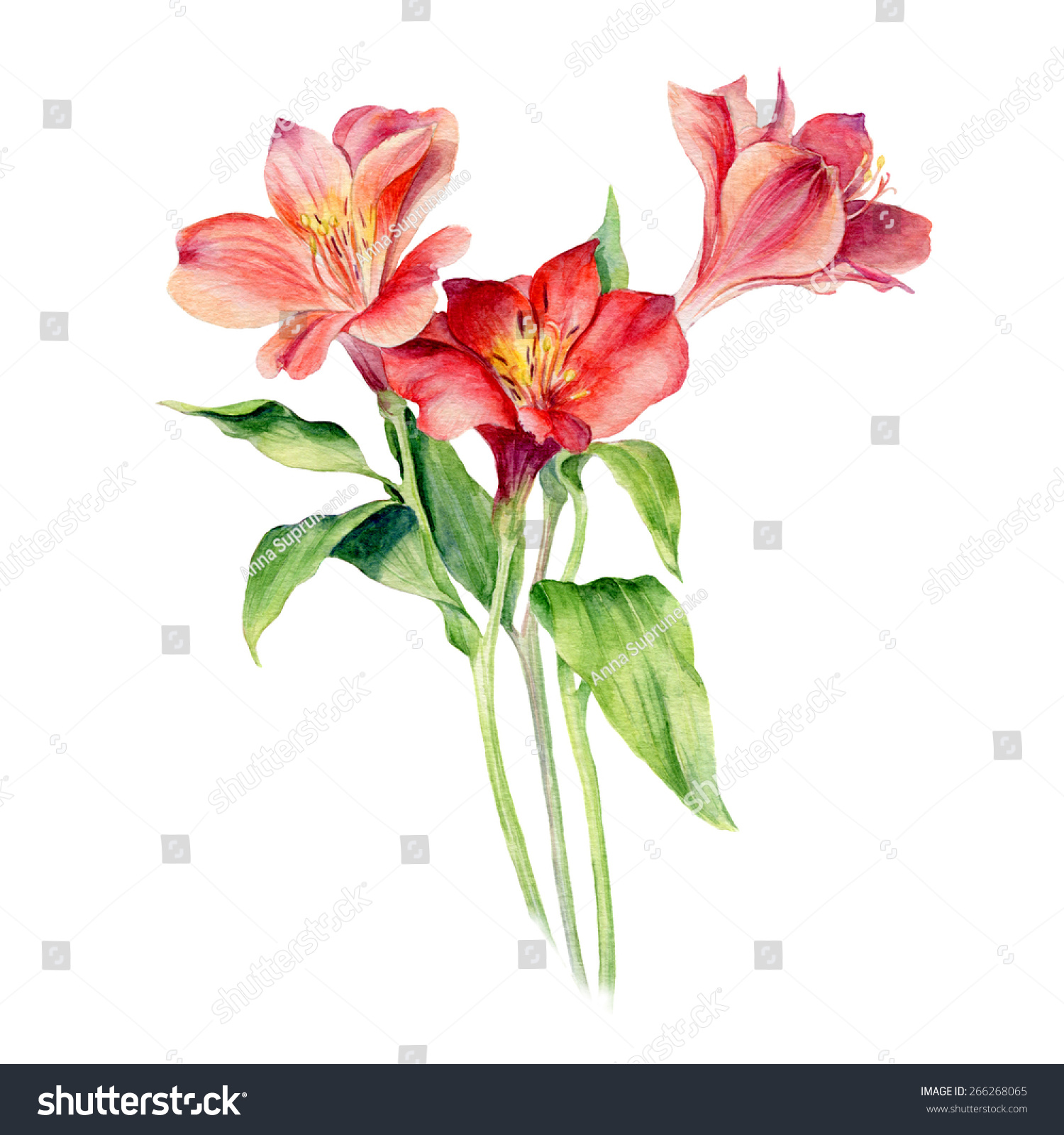 Watercolor Red Flowers Stock Illustration 266268065