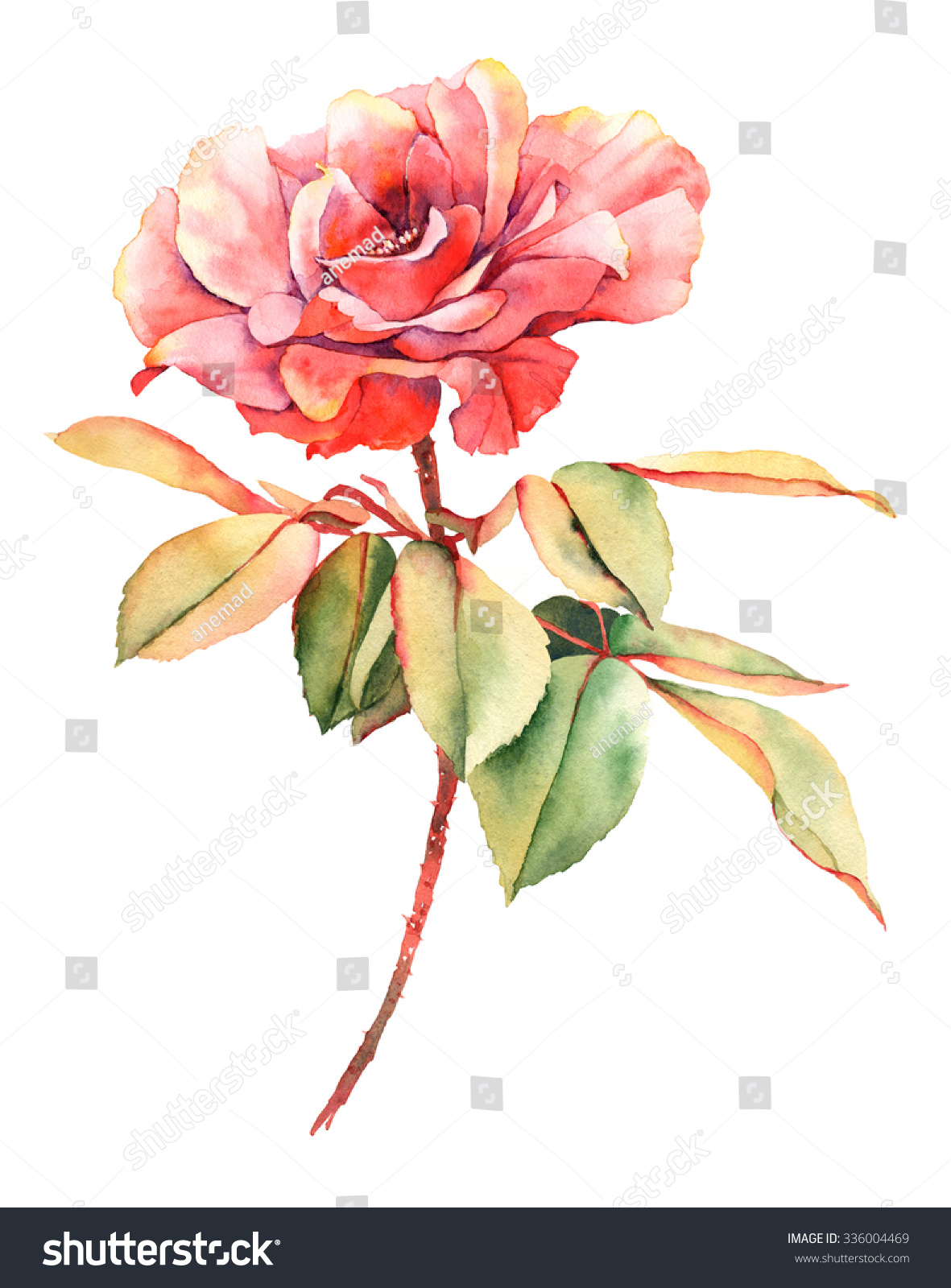 Watercolor Red Rose Flower Stock Illustration 336004469 - Shutterstock