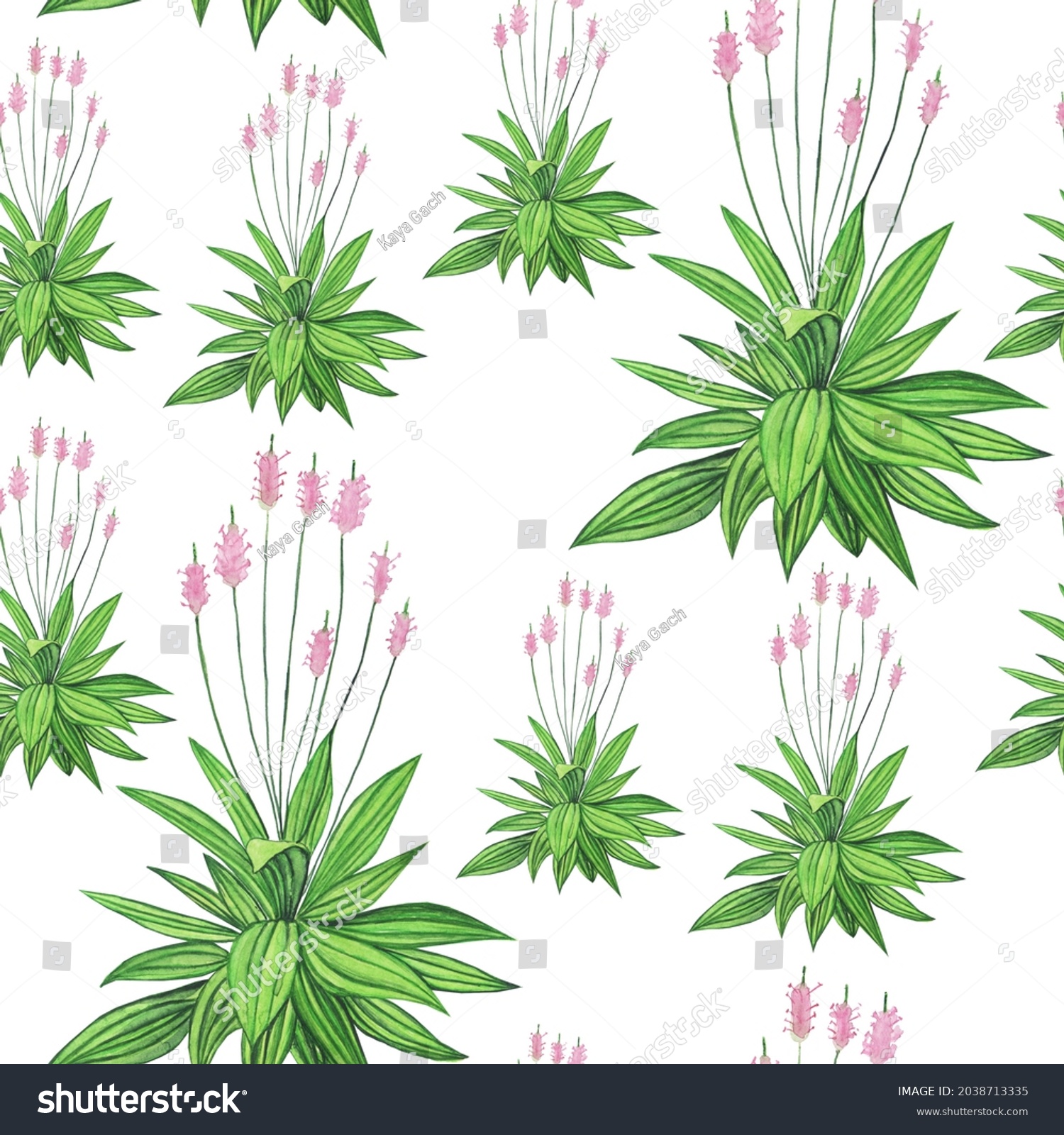 Watercolor Ribwort Plantain Lanceolata Seamless Pattern Stock ...