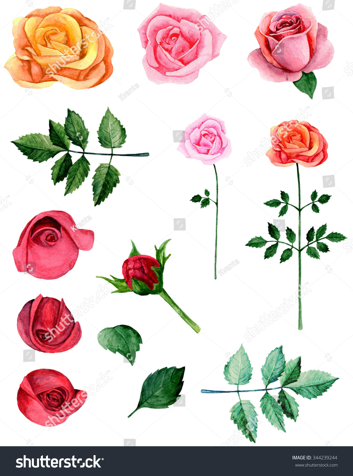 watercolor rose clipart - photo #39