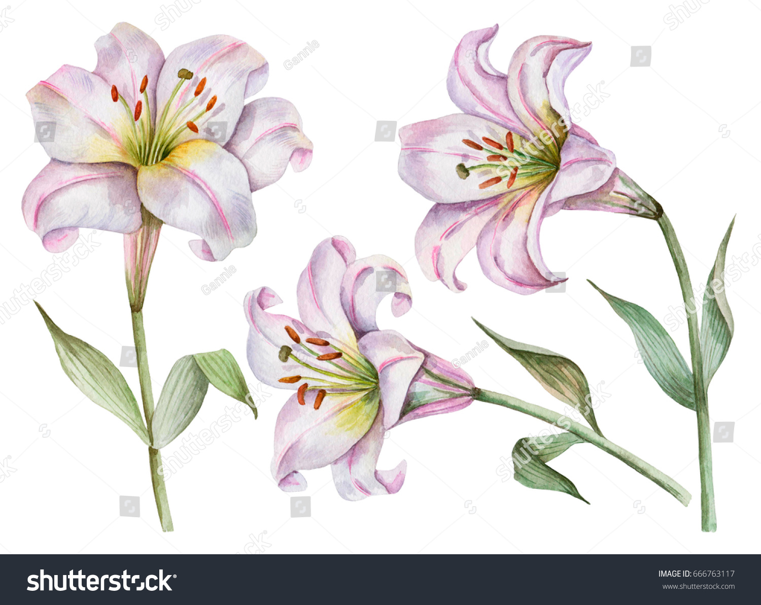 Watercolor Set White Lilies Hand Drawn Stock Illustration 666763117